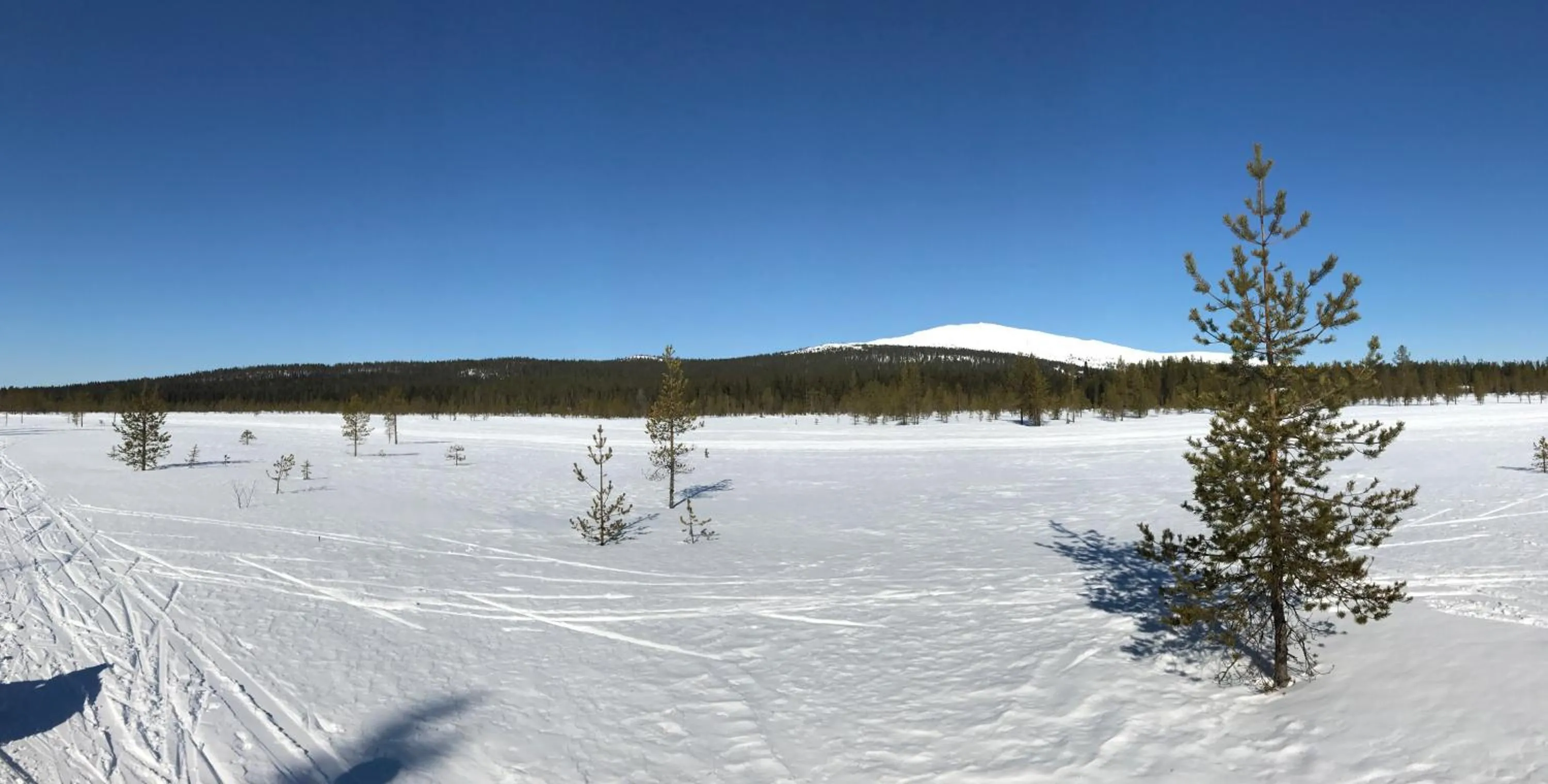 Neighbourhood in Starflower of Ylläs