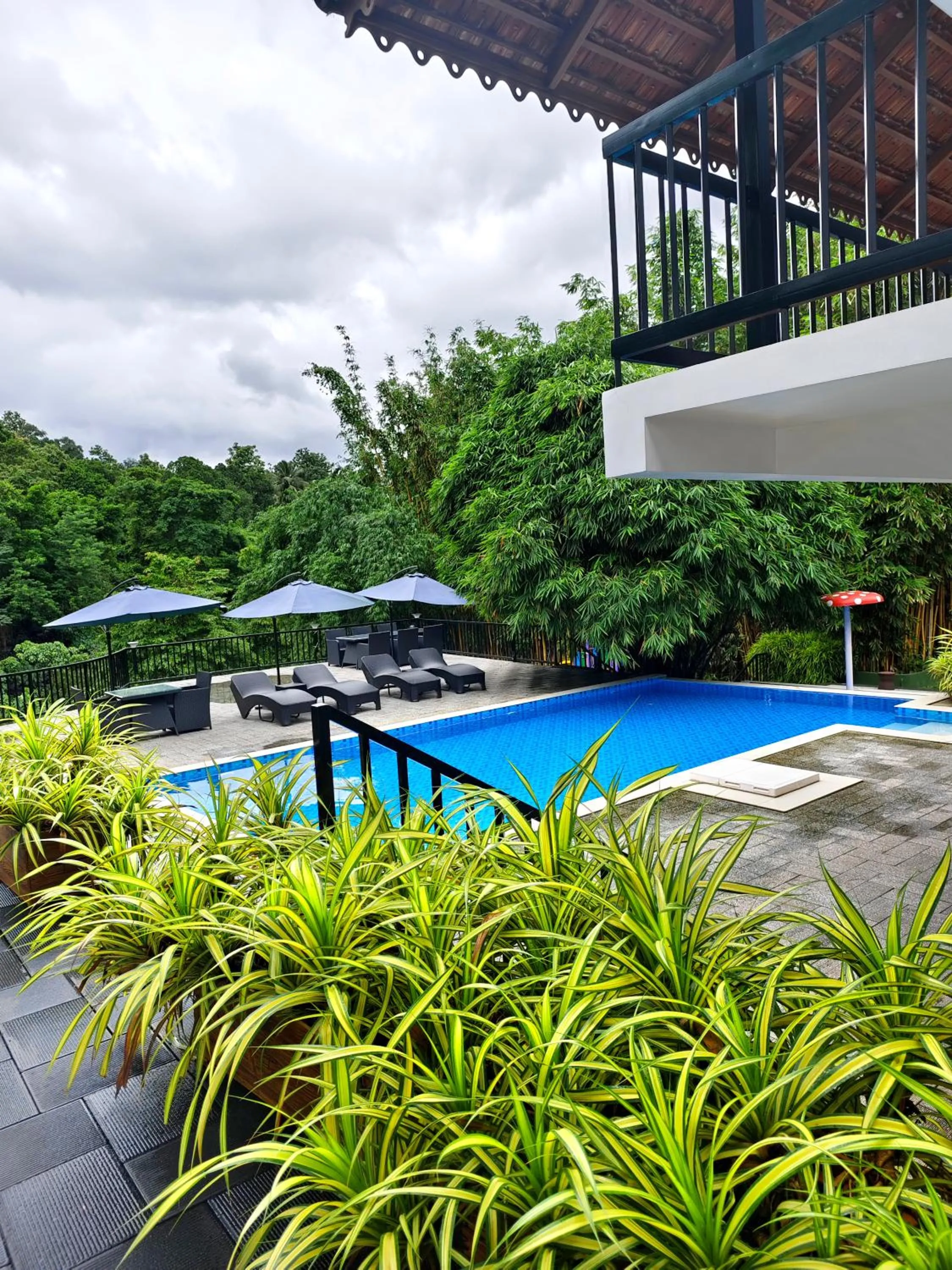 Athirapally Green Trees