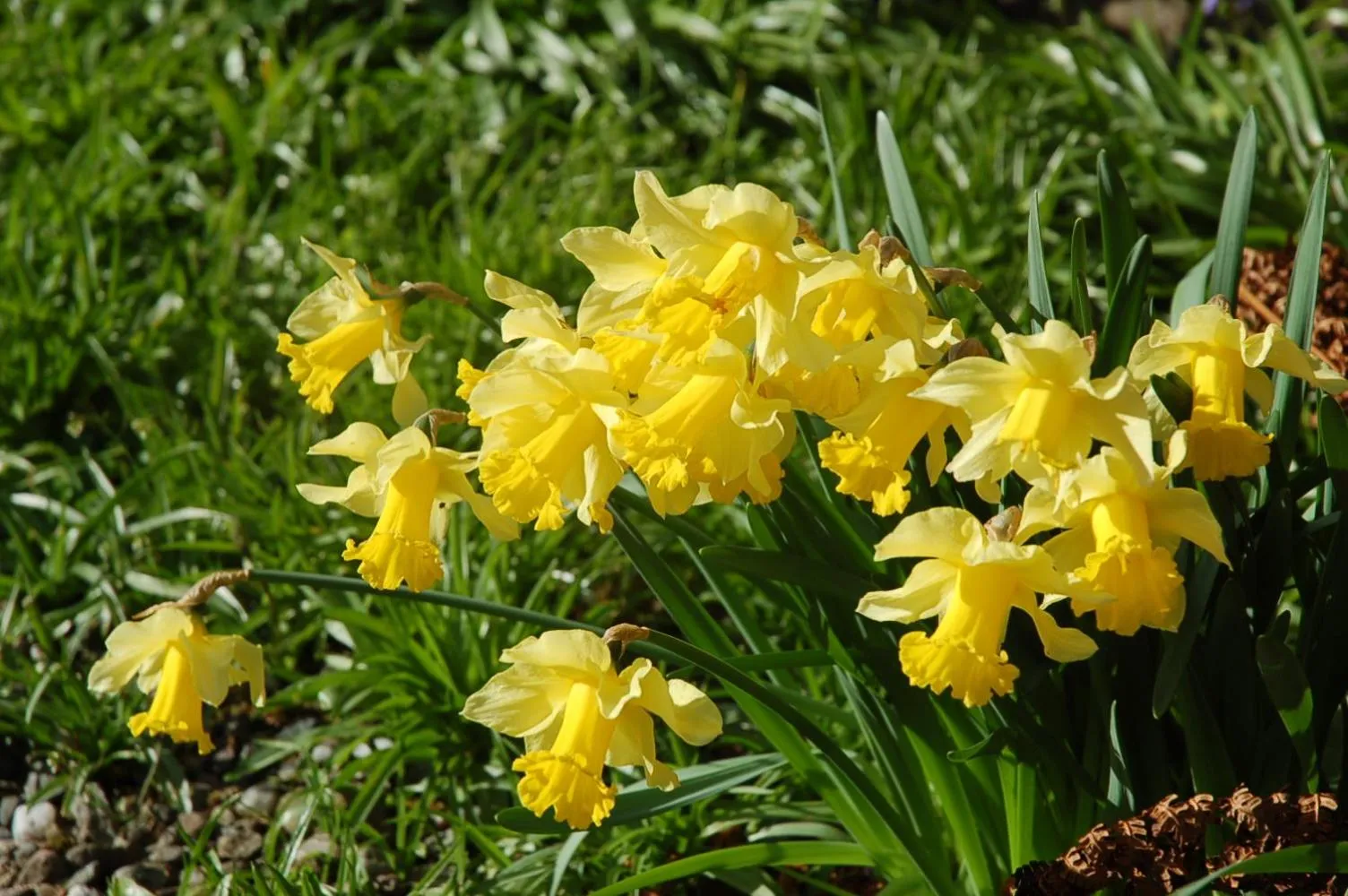 Garden in Lubnaig Guest House