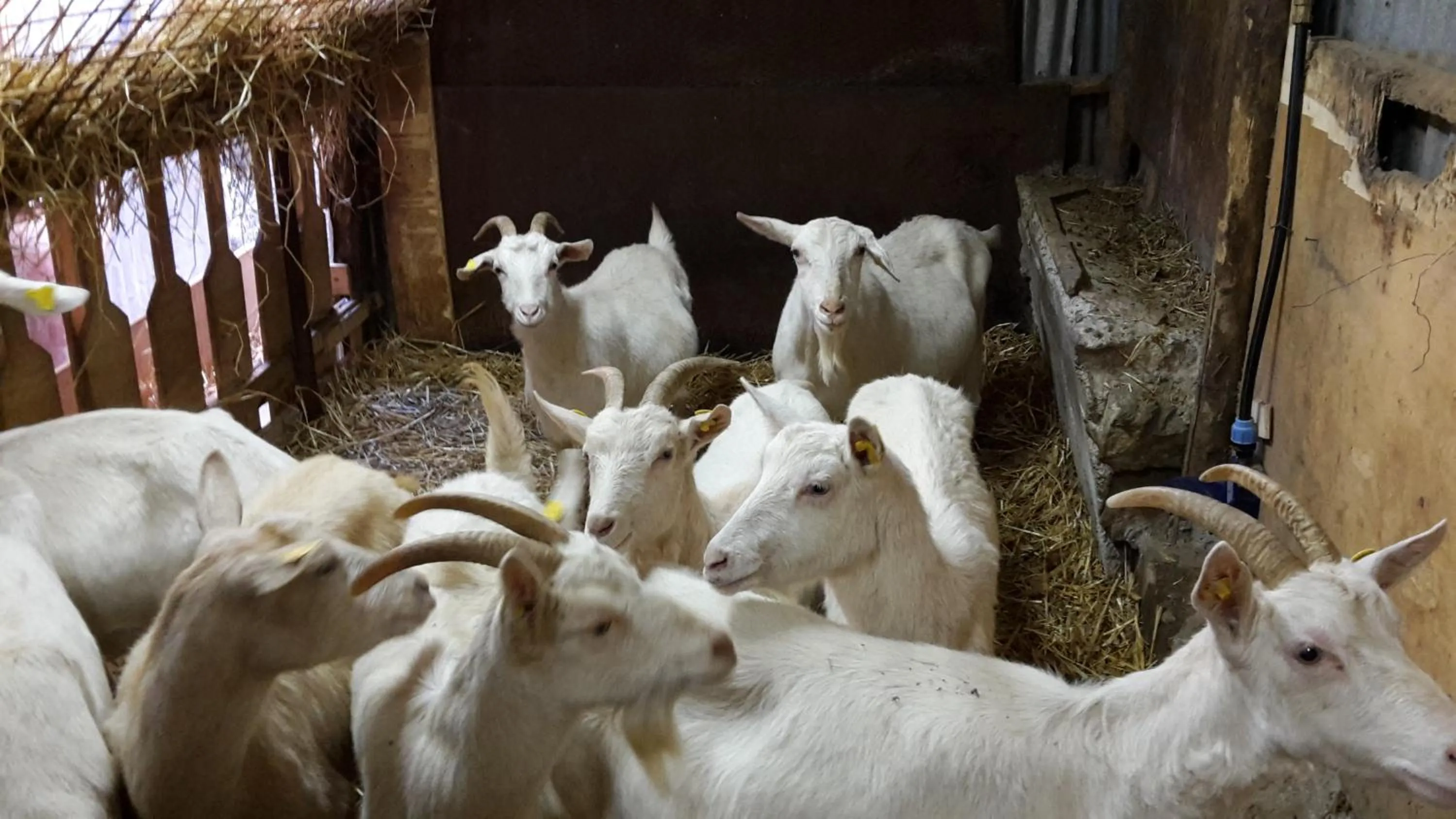 Animals in Cantina del Casale