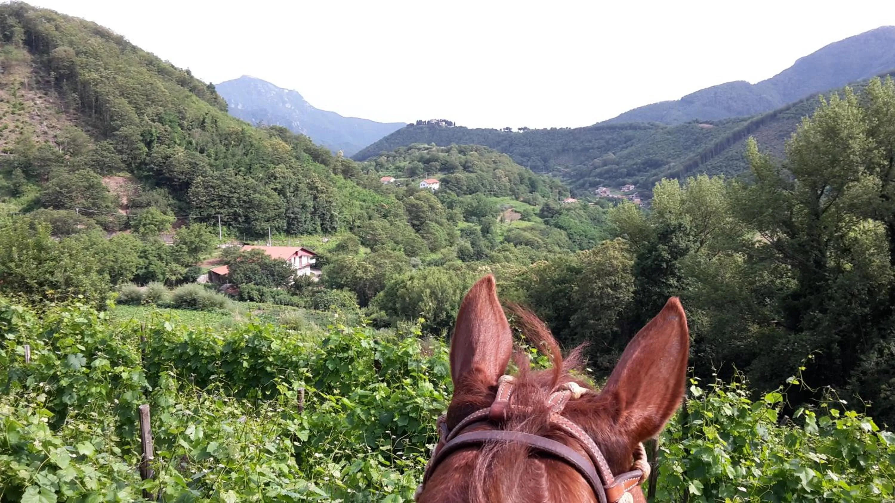 Natural landscape in Cantina del Casale