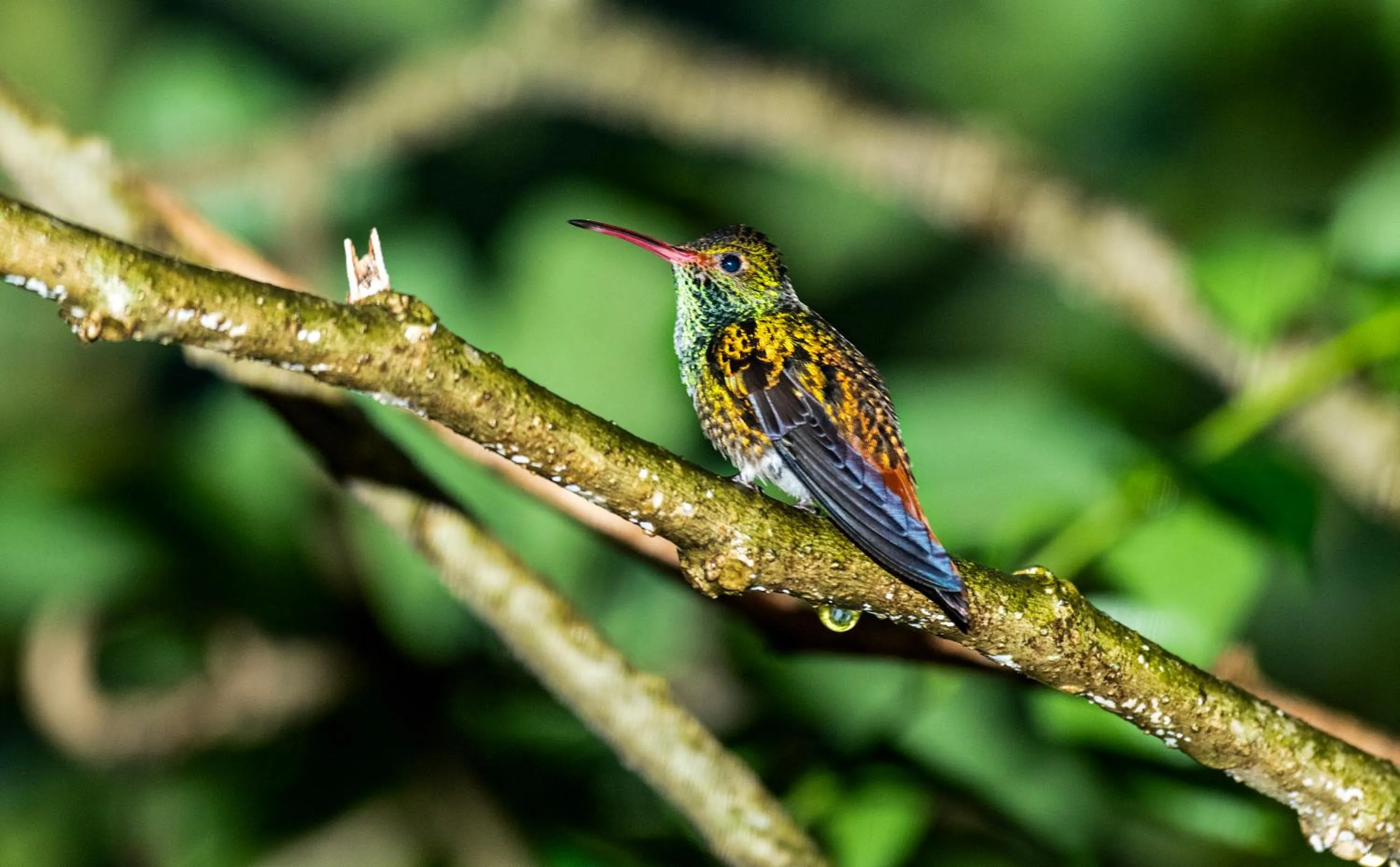 La Terraza Guest House B&B