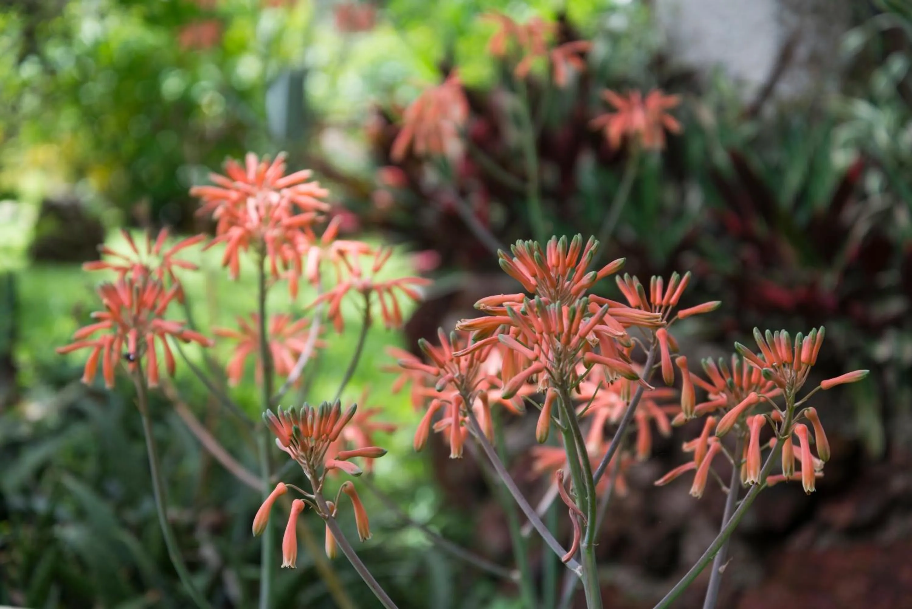 Garden in La Terraza Guest House B&B