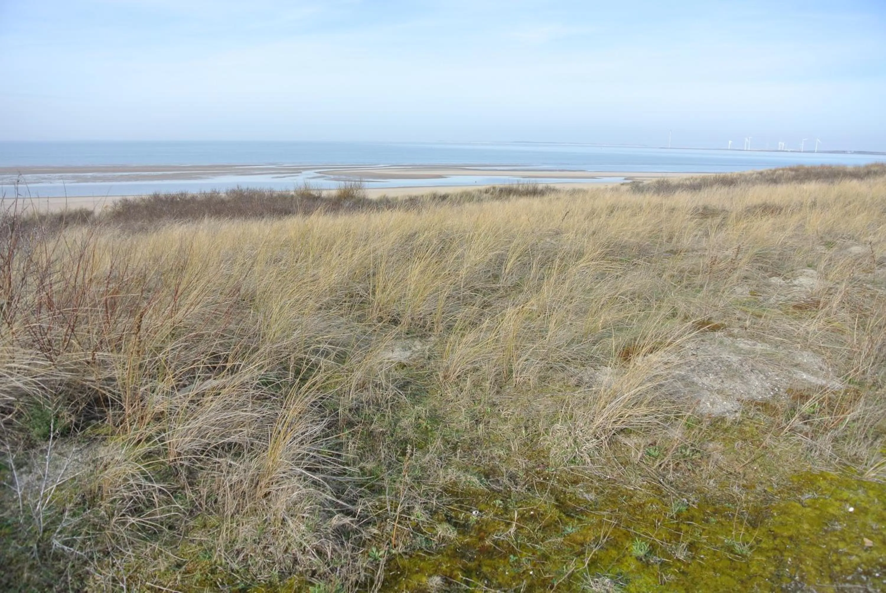 Beach in B&B Veers Buuten