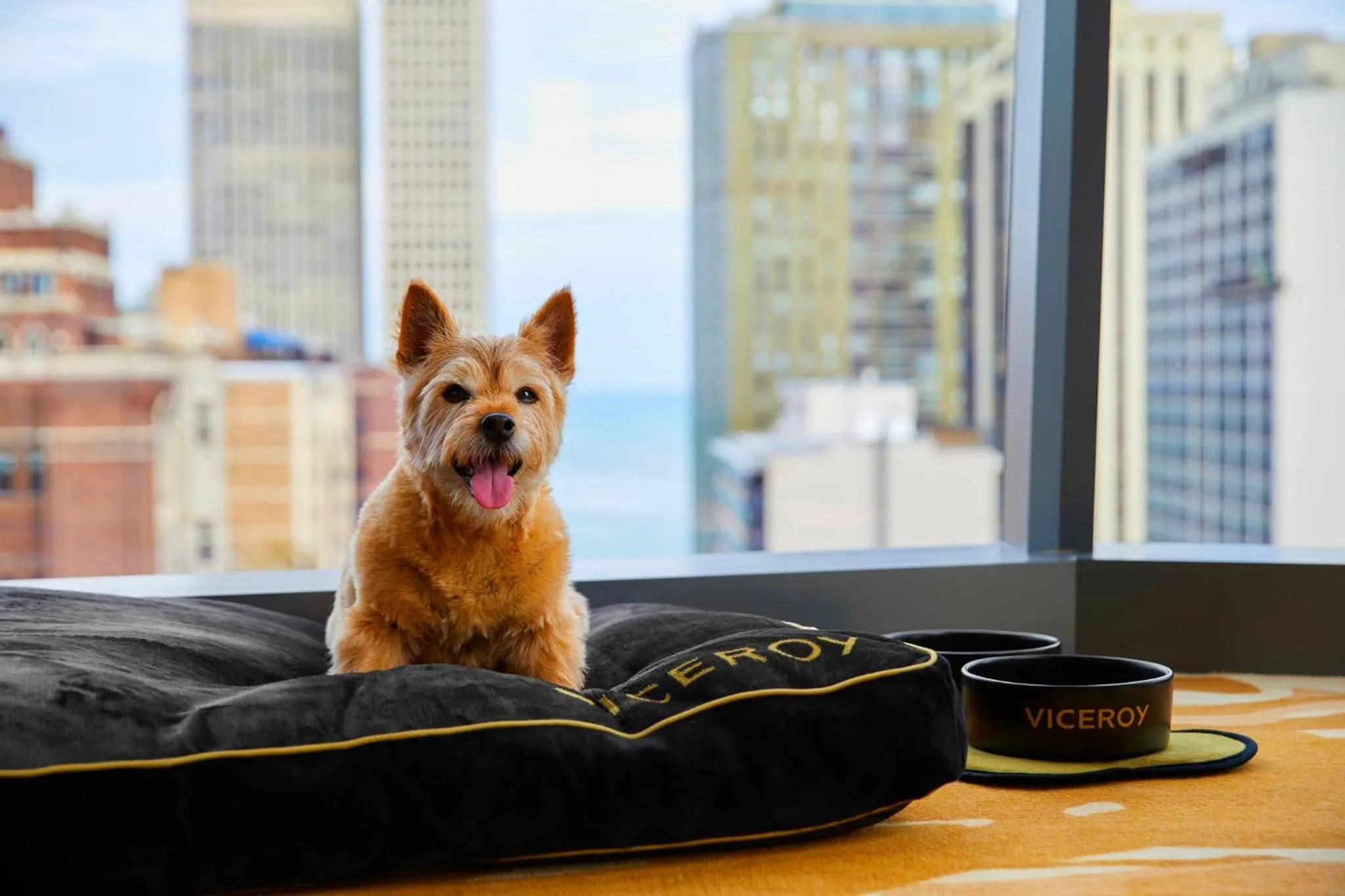 Pets in Viceroy Chicago