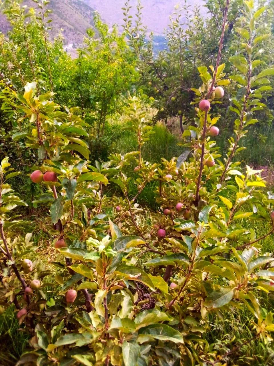 Garden in Toubkal Ecolodge
