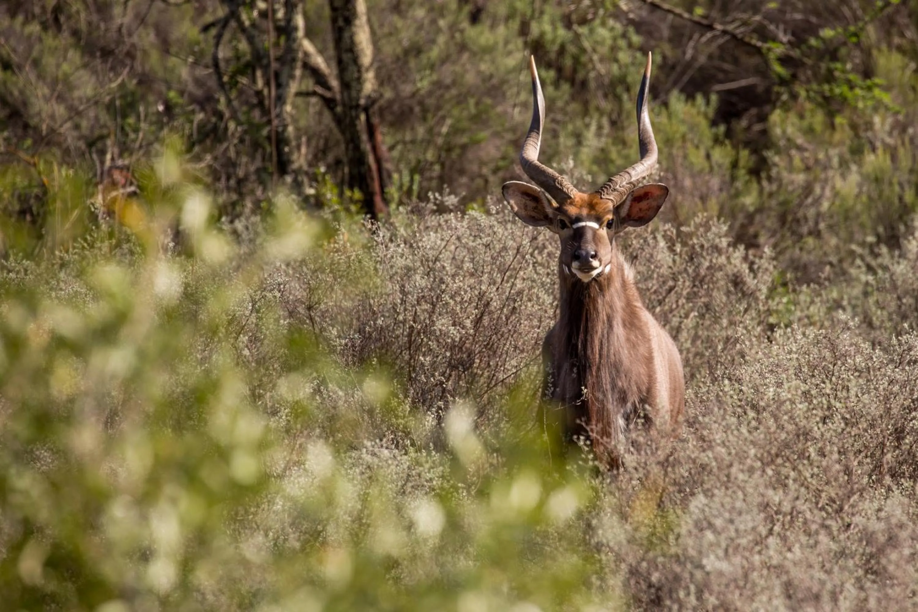 Animals in Wildehondekloof Game Lodge