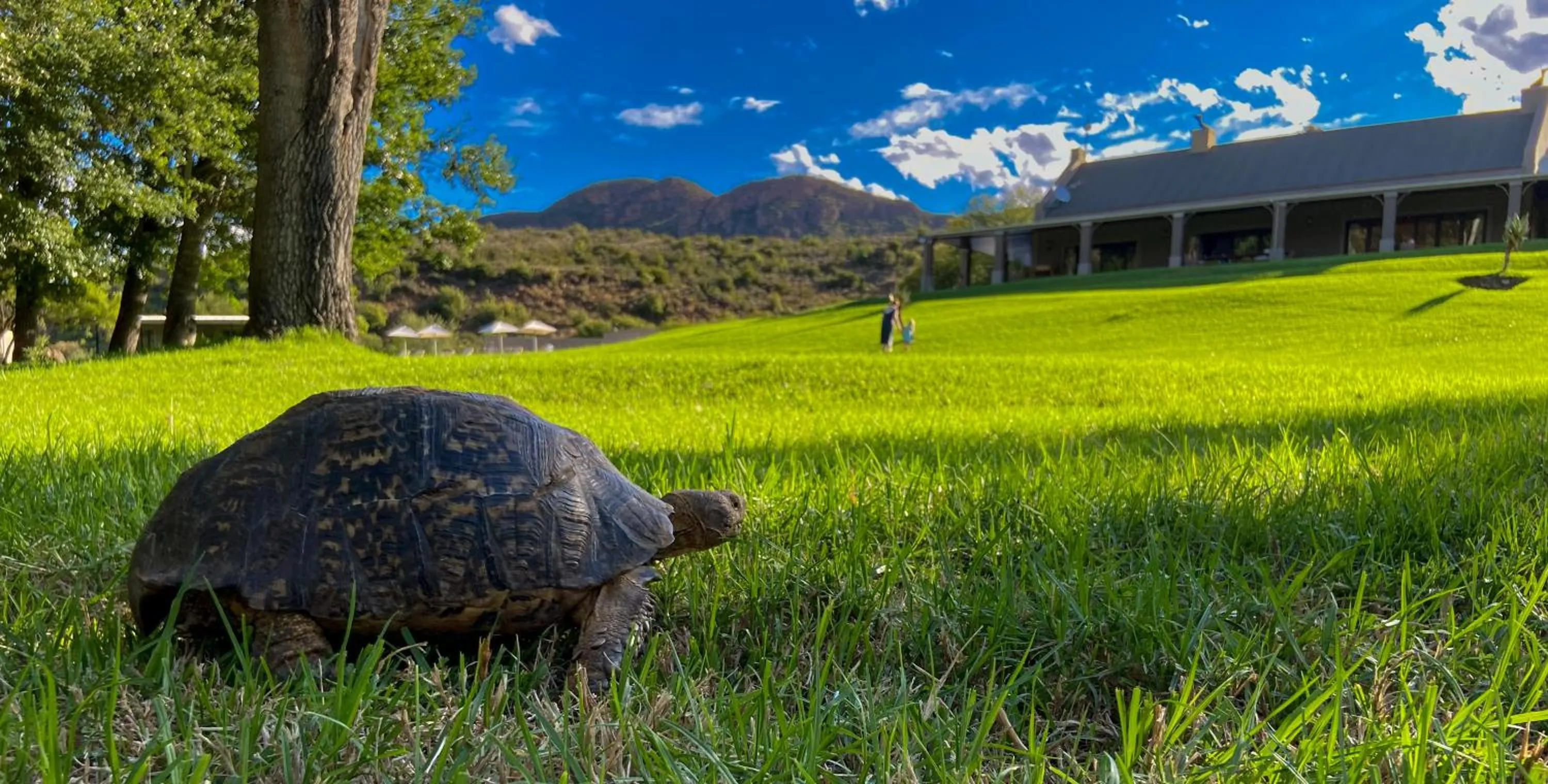 Animals in Wildehondekloof Game Lodge