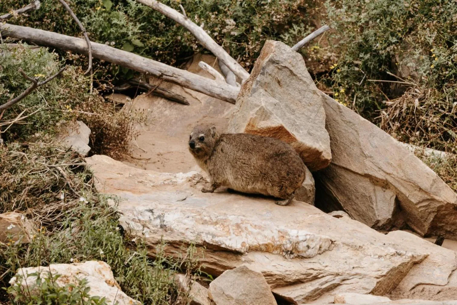 Animals in Wildehondekloof Game Lodge