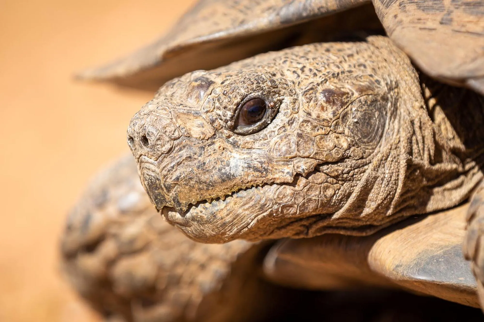 Animals in Wildehondekloof Game Lodge