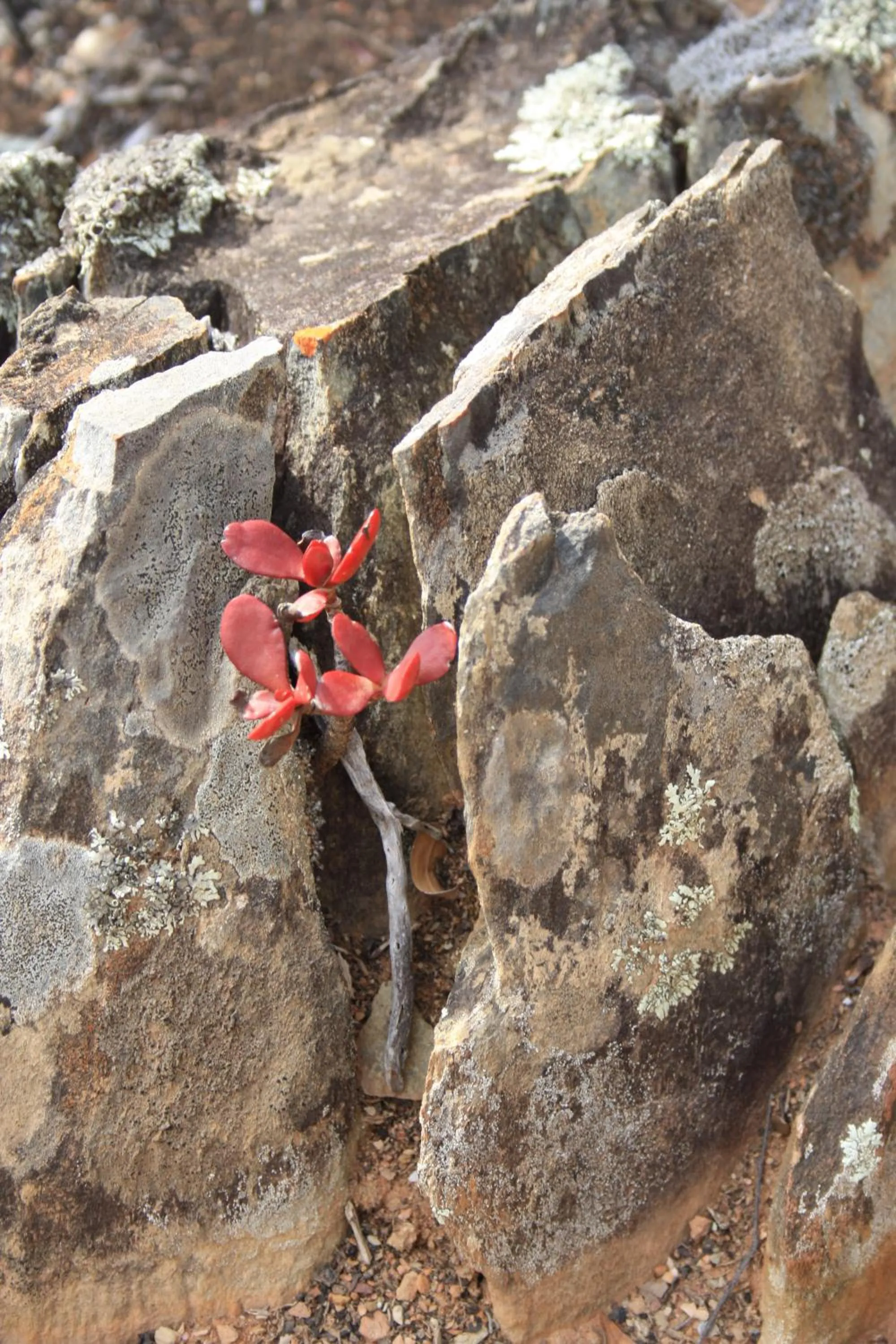 Decorative detail in Wildehondekloof Game Lodge
