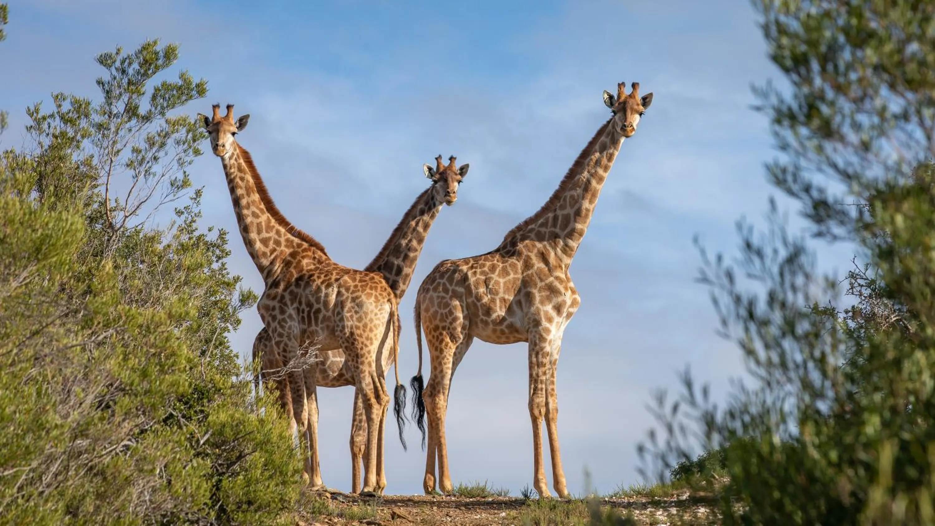 Animals in Wildehondekloof Game Lodge
