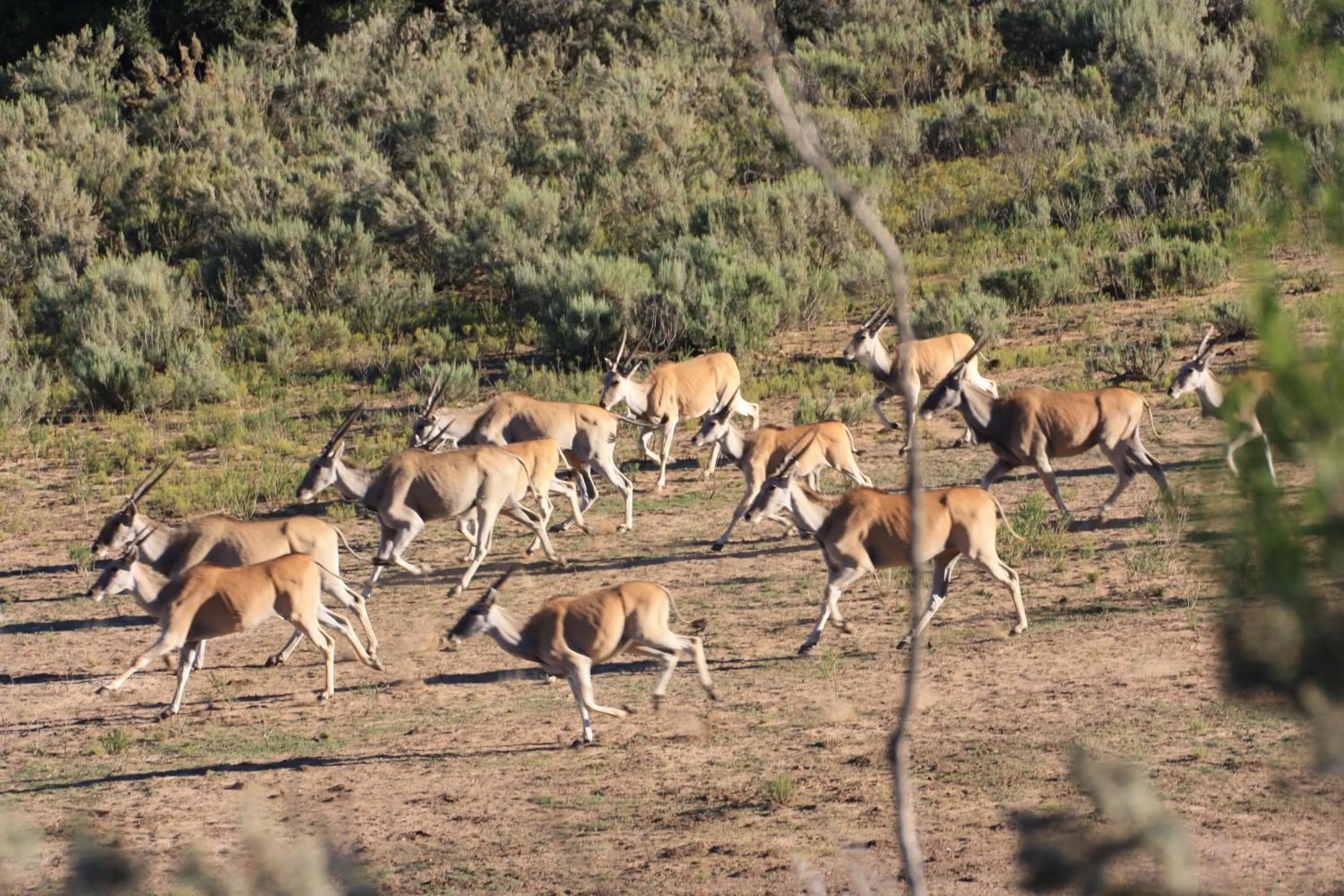 Animals in Wildehondekloof Game Lodge