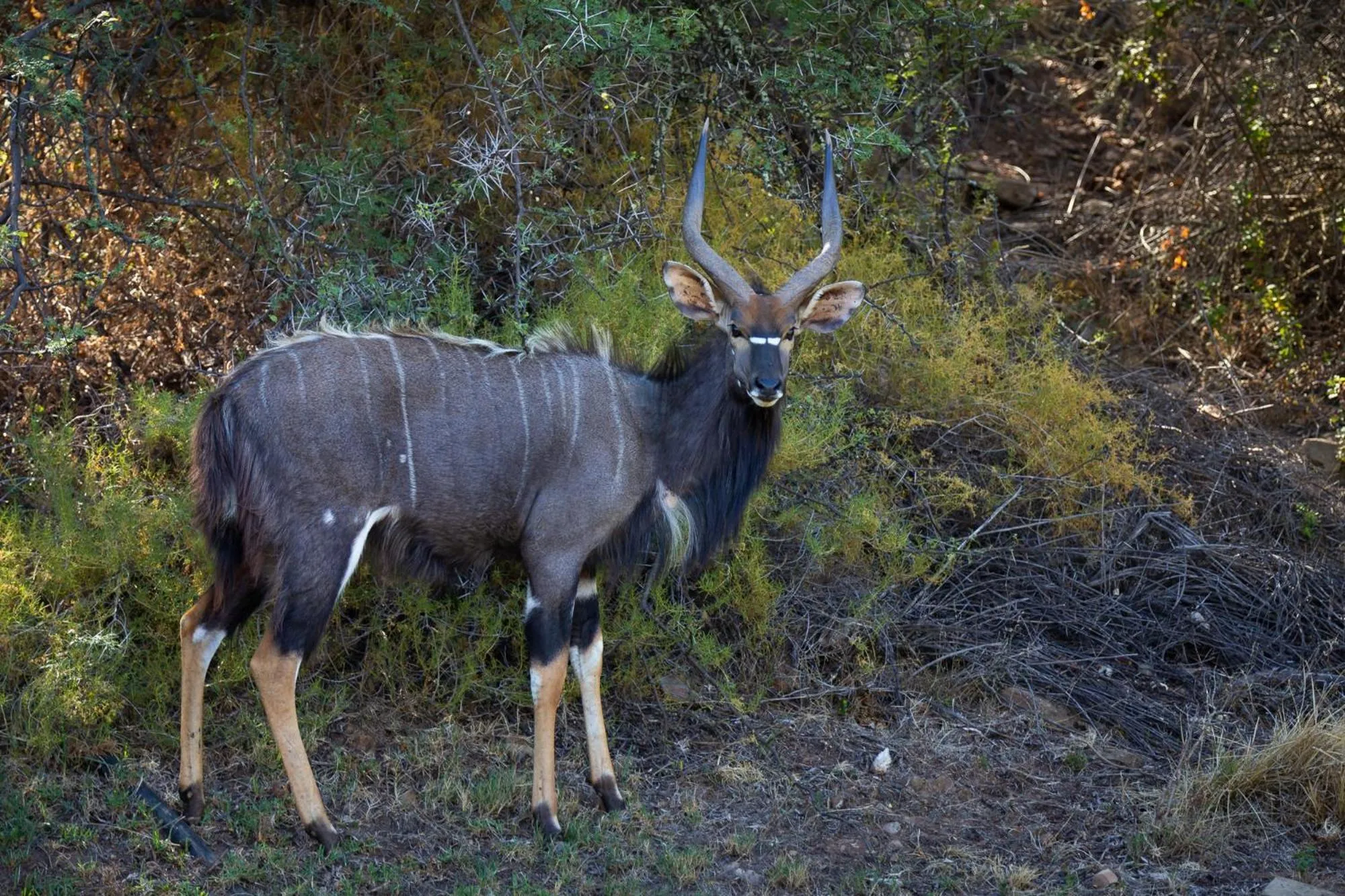 Activities in Wildehondekloof Game Lodge