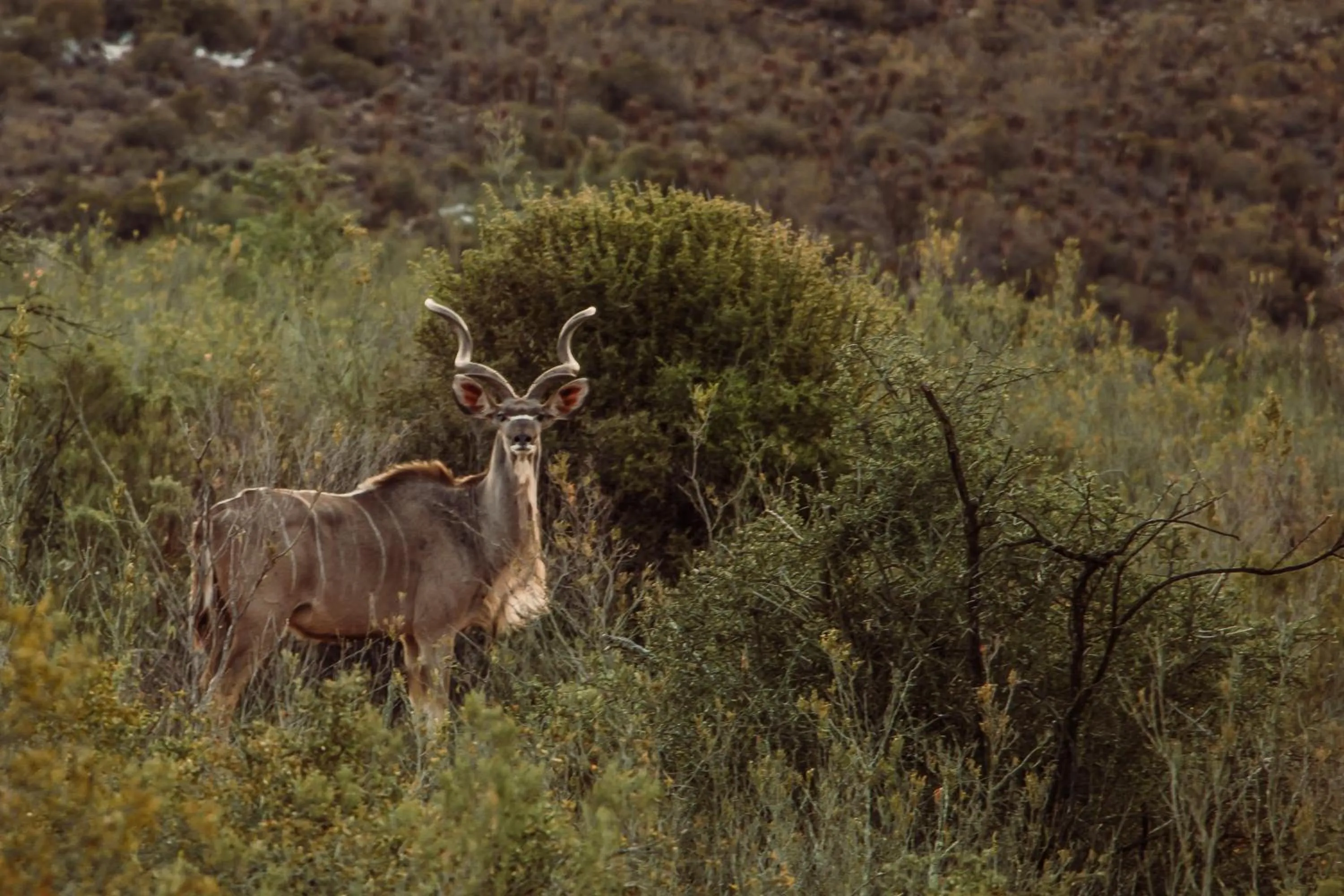 Animals in Wildehondekloof Game Lodge