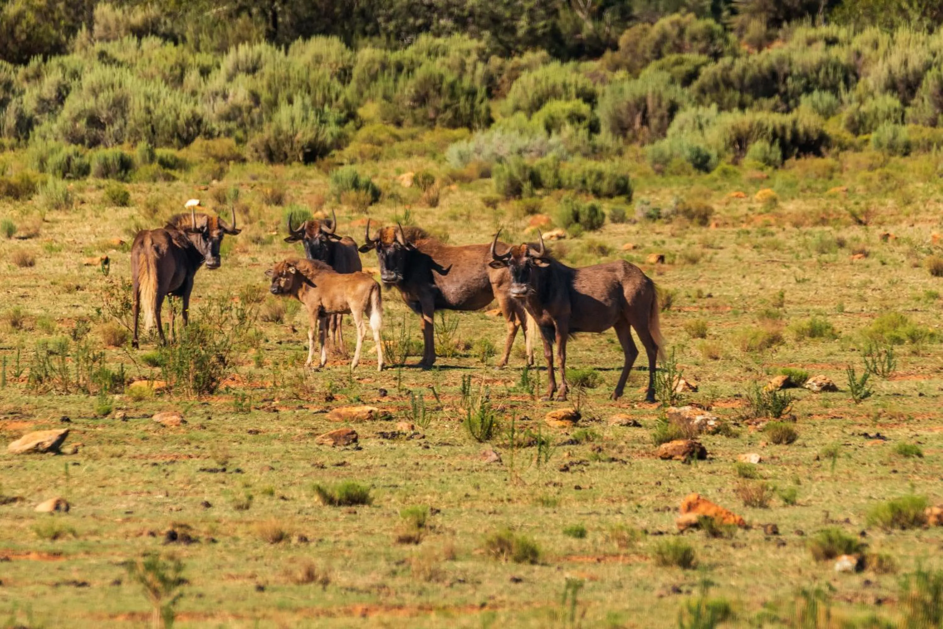 Animals in Wildehondekloof Game Lodge