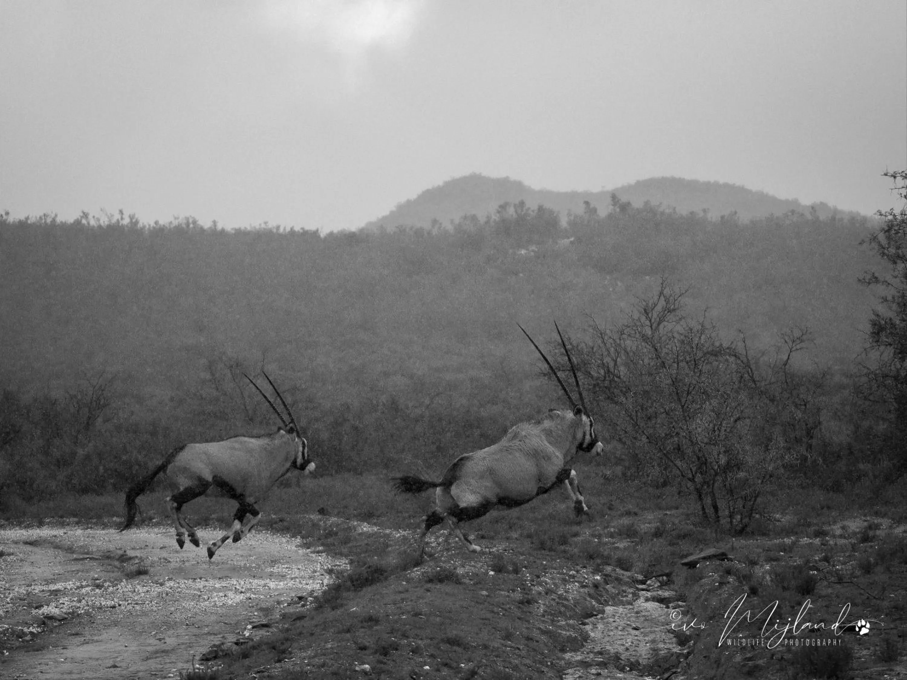 View (from property/room) in Wildehondekloof Game Lodge