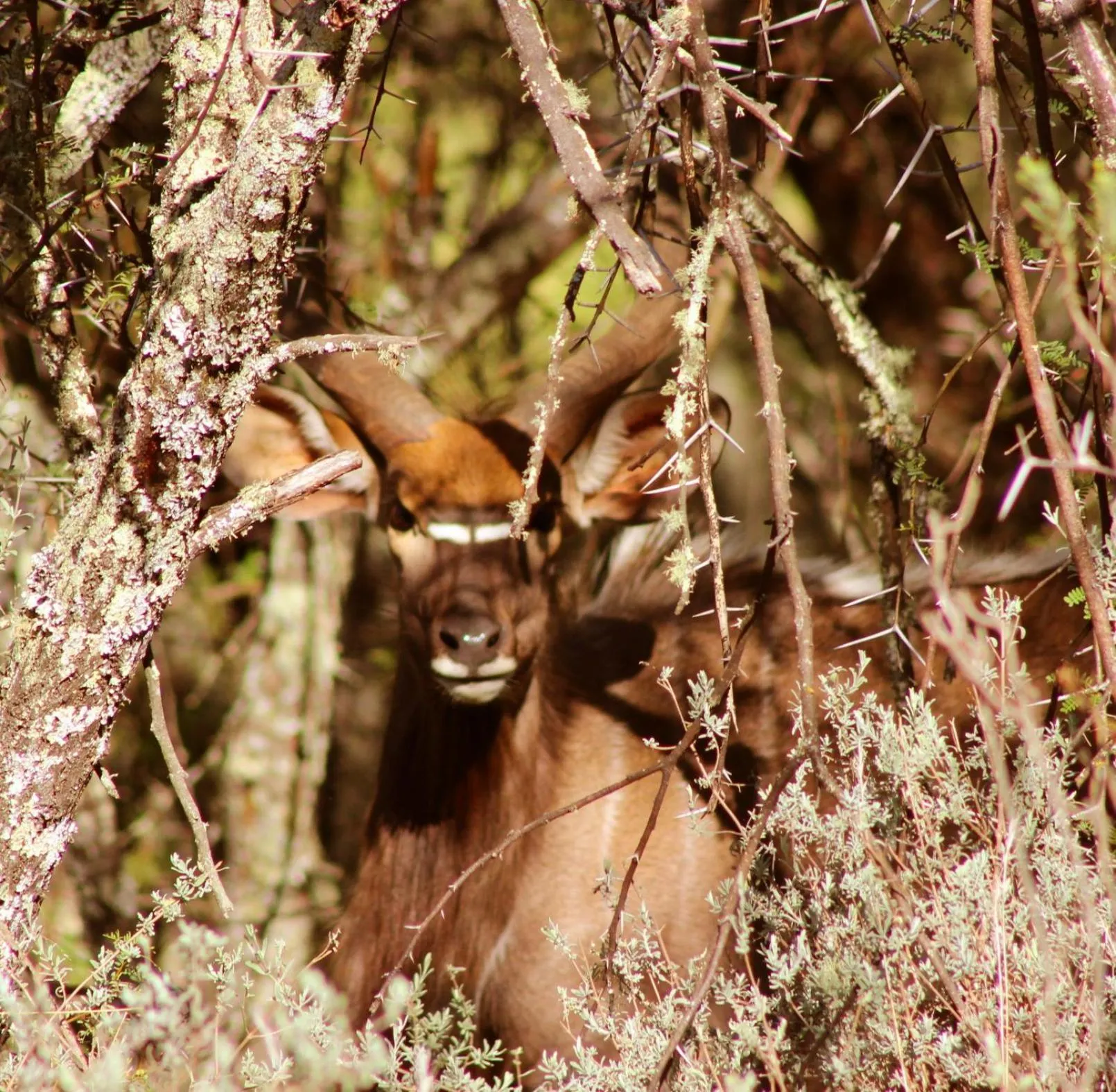 Animals in Wildehondekloof Game Lodge