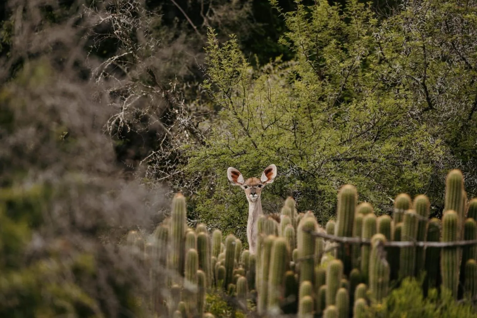 Animals in Wildehondekloof Game Lodge
