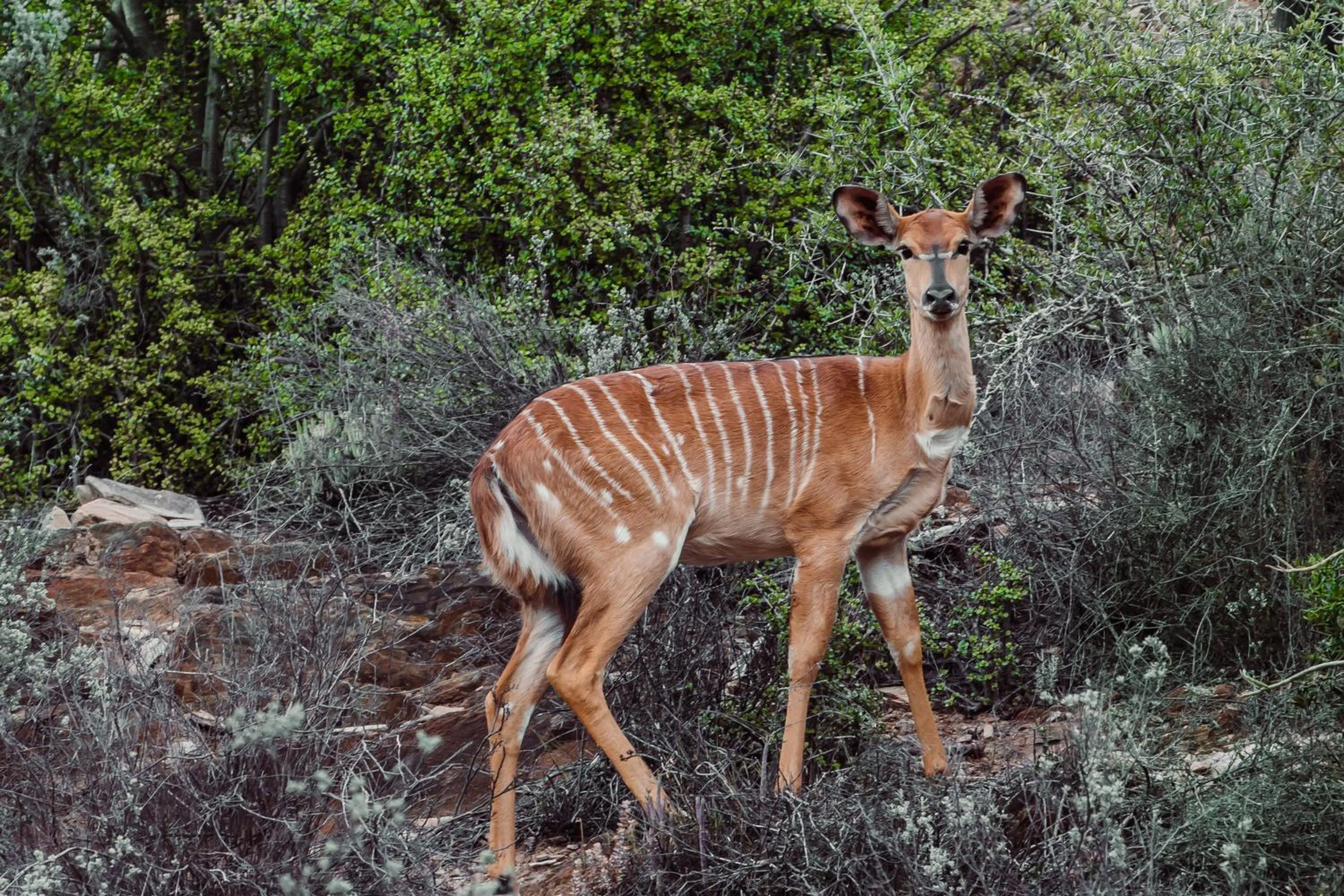 View (from property/room) in Wildehondekloof Game Lodge