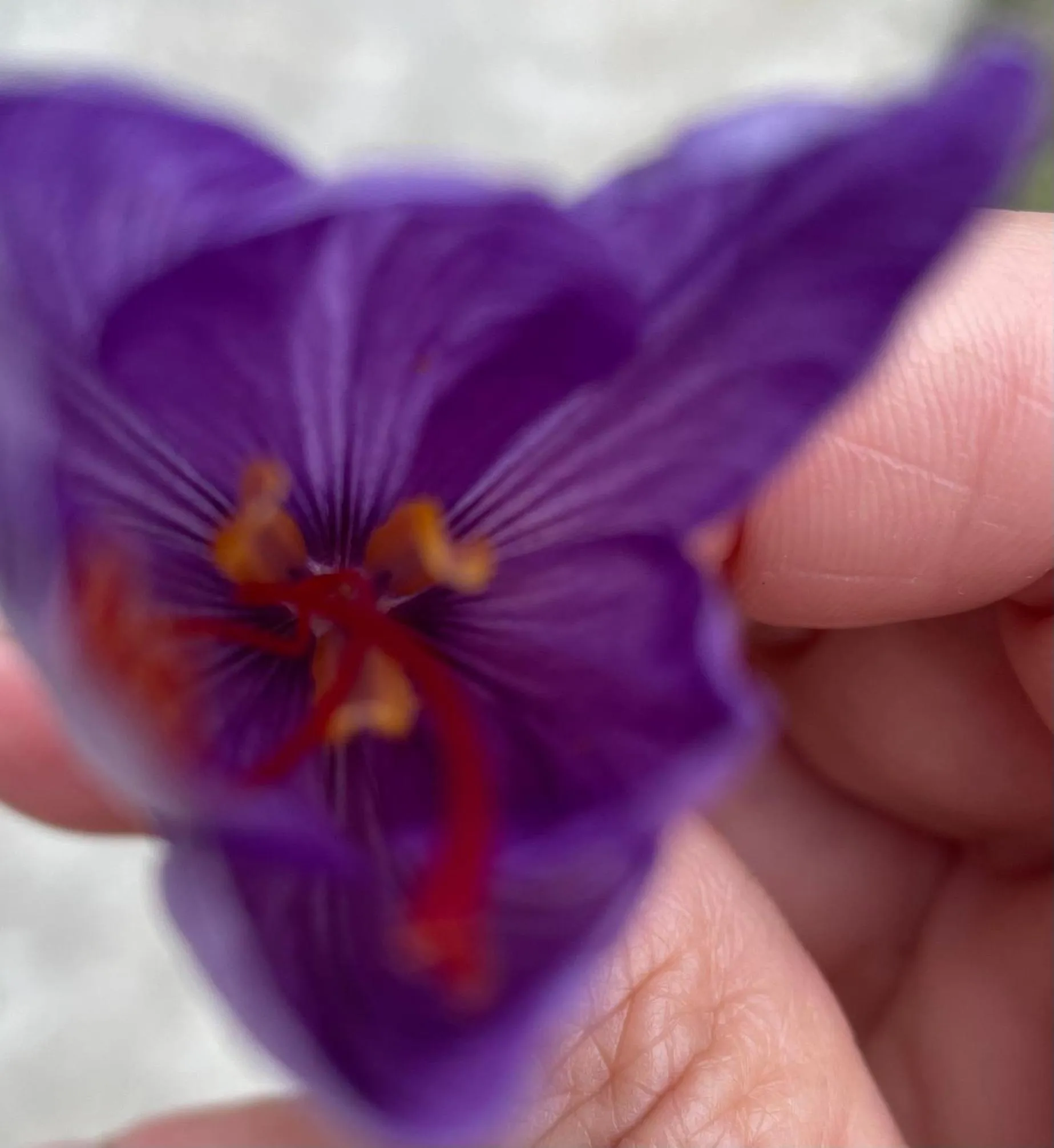 Garden in Le Jardin de LaCoste