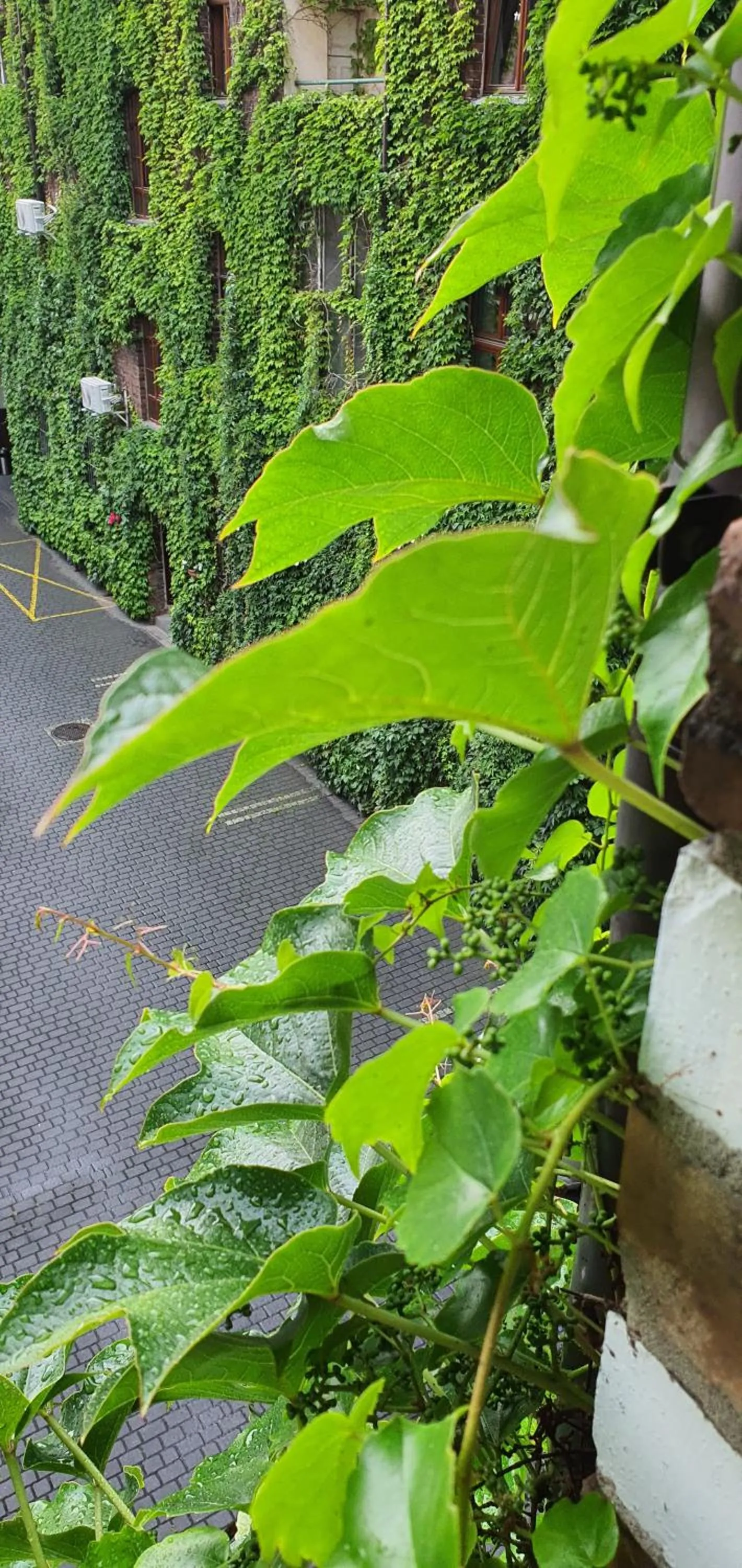 View (from property/room) in Aparthotel Hornigold "W Zielonej Kamienicy"