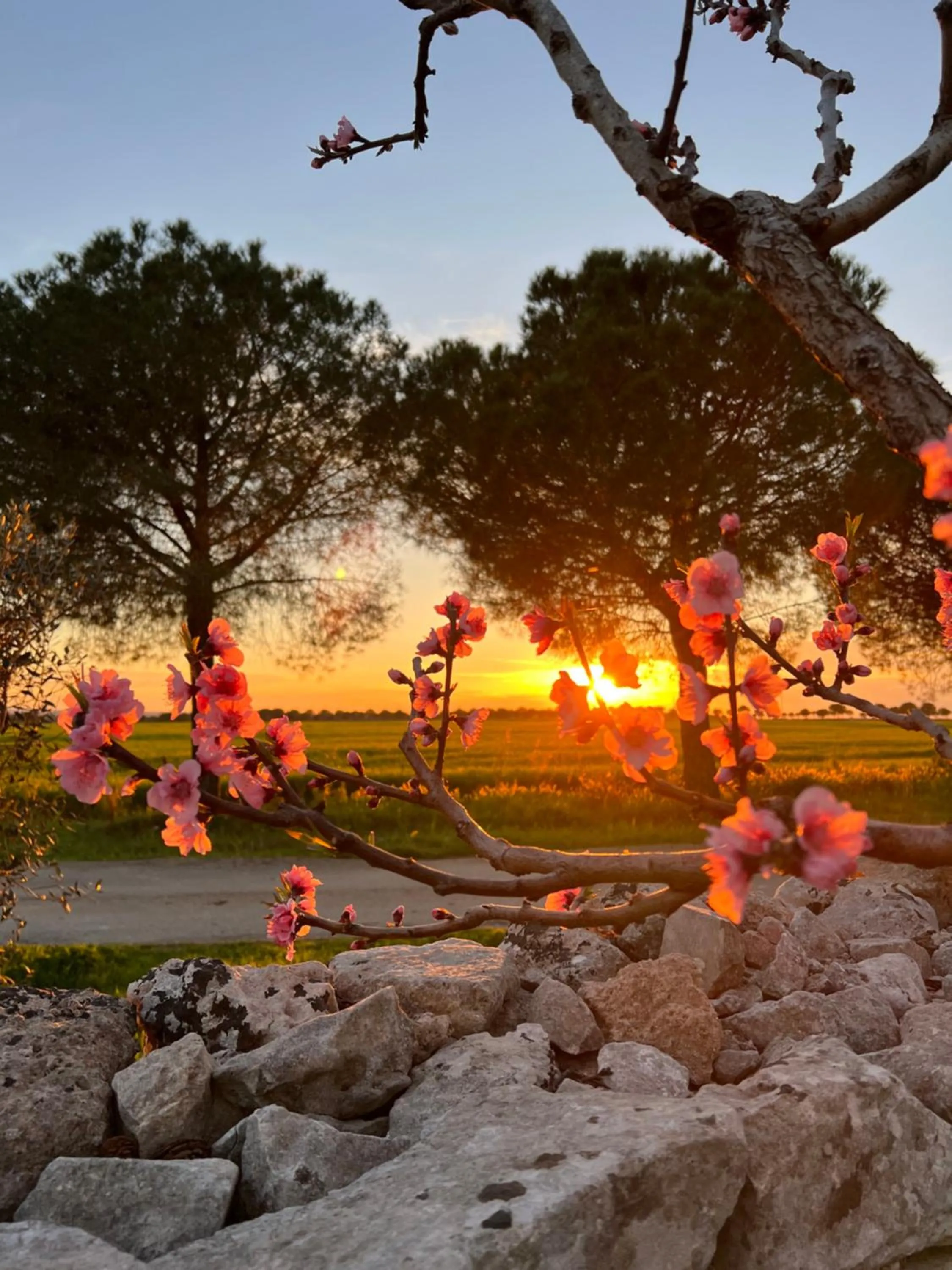 Garden in Masseria Casina Montana