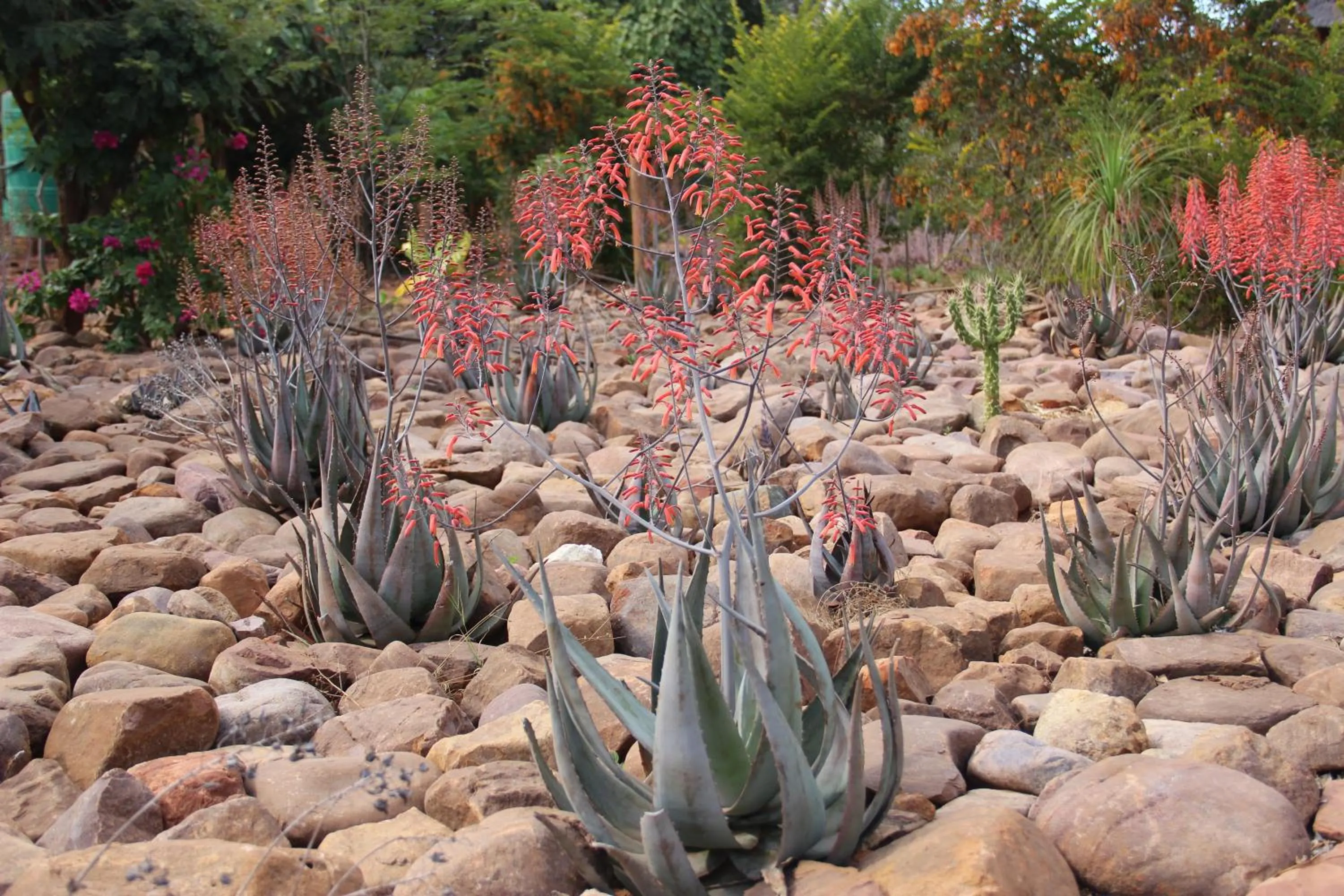 Garden in Copacopa Lodge and Conference Centre