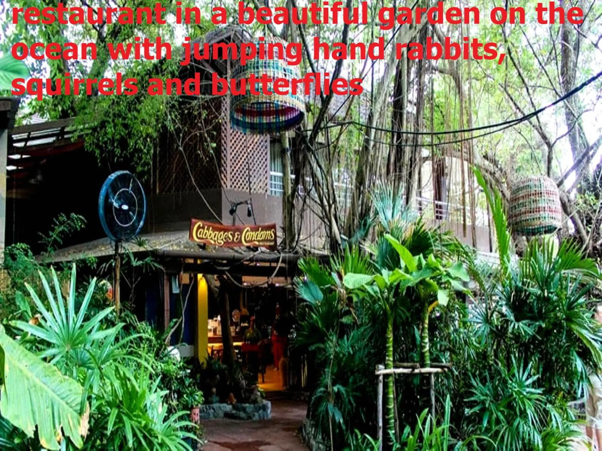 Restaurant/places to eat in Tropical Garden Studio