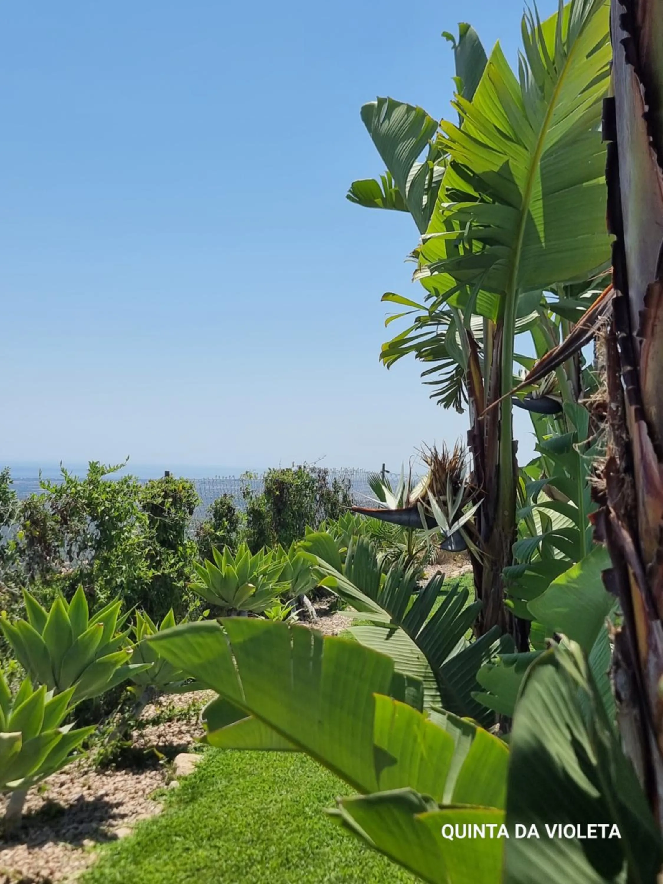 Garden in Villa Quinta da Violeta