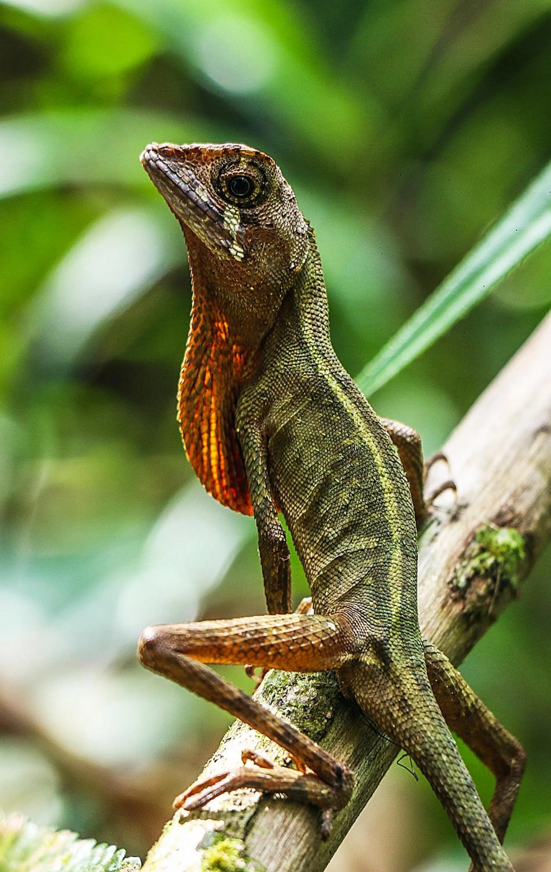Animals in Lavenro Hotel & Resort