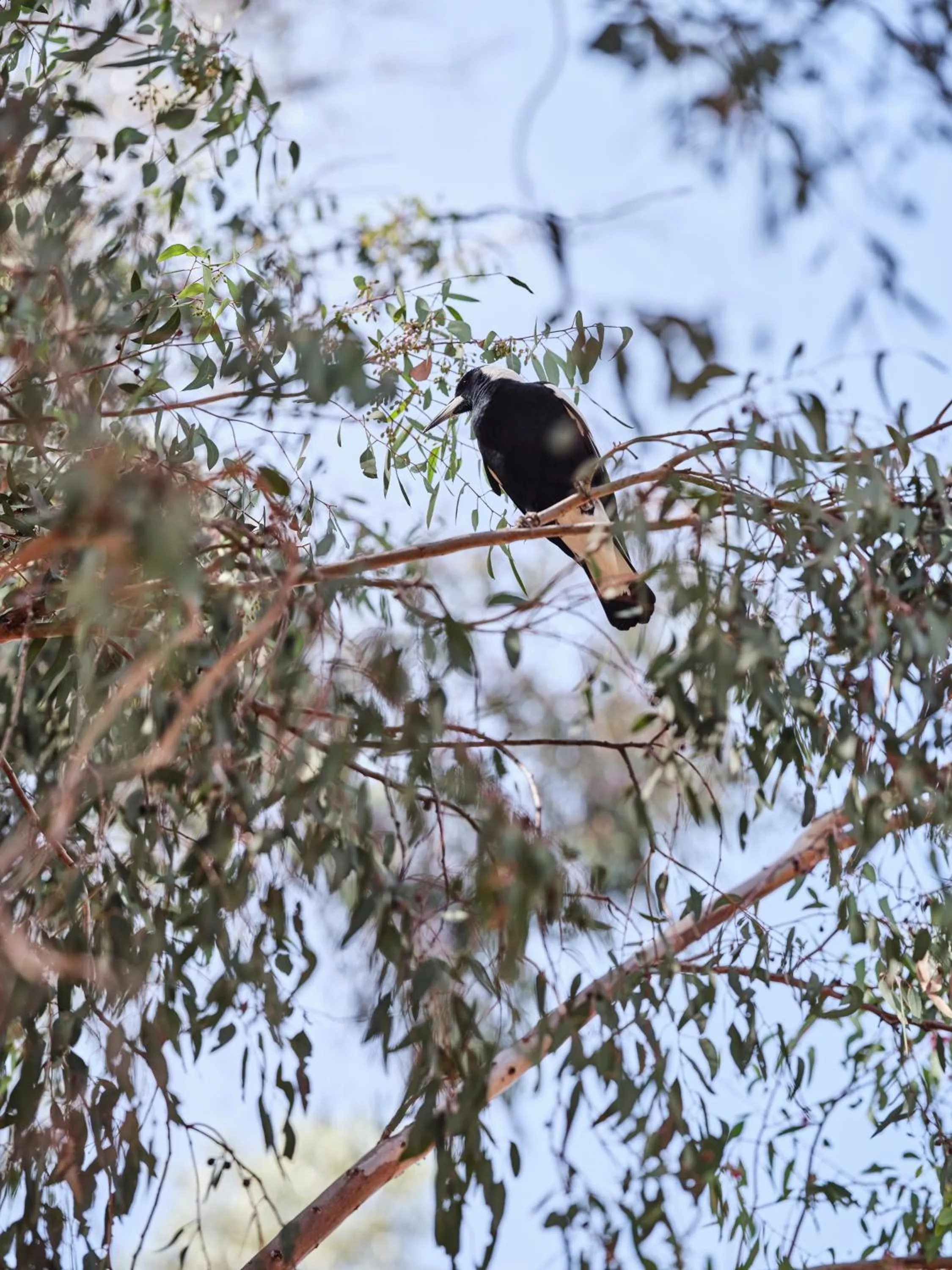 Spring in Maya Maya at Mandoon Estate