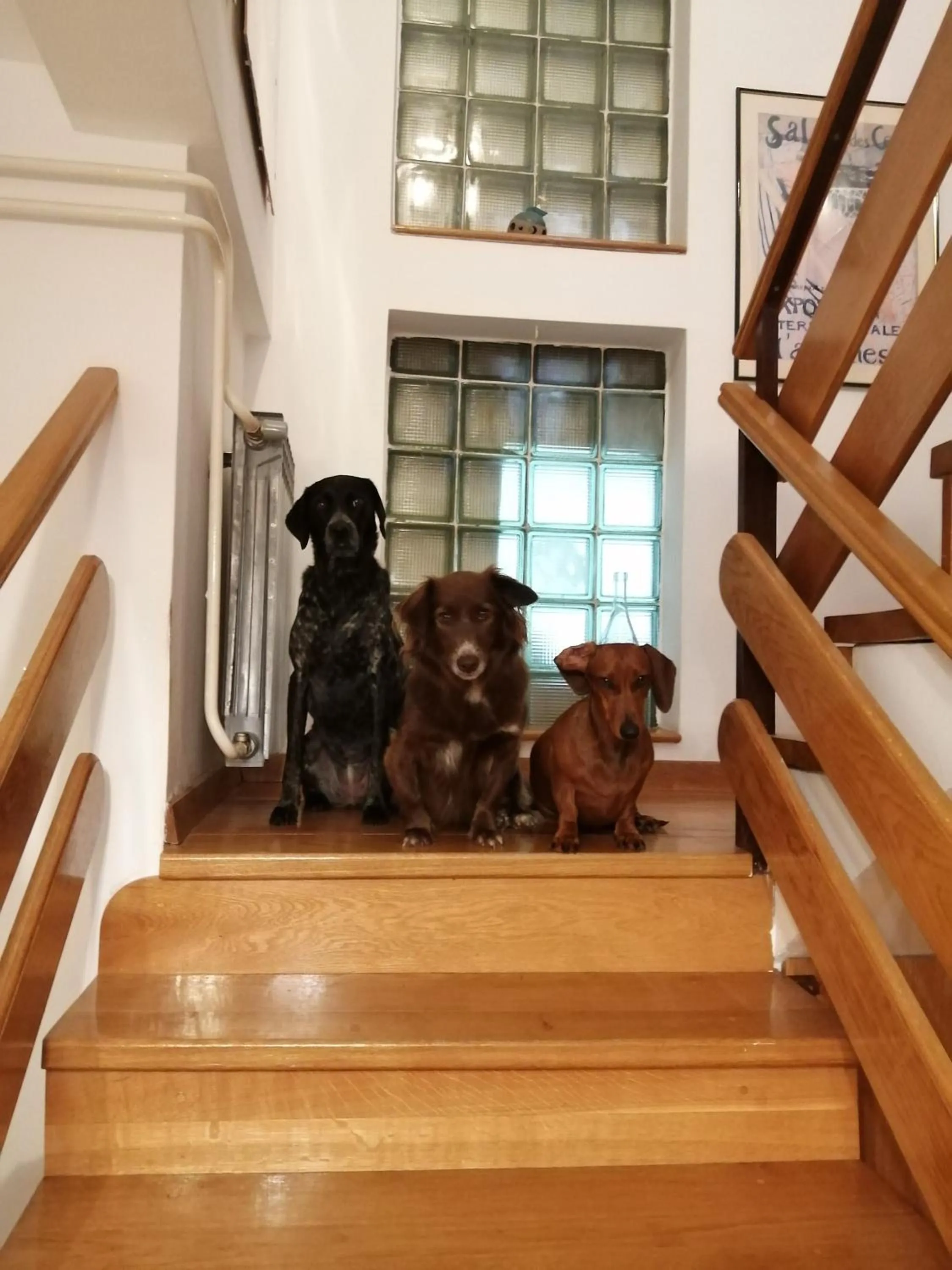 Pets in Apartment Rio - Valbandon, Fazana