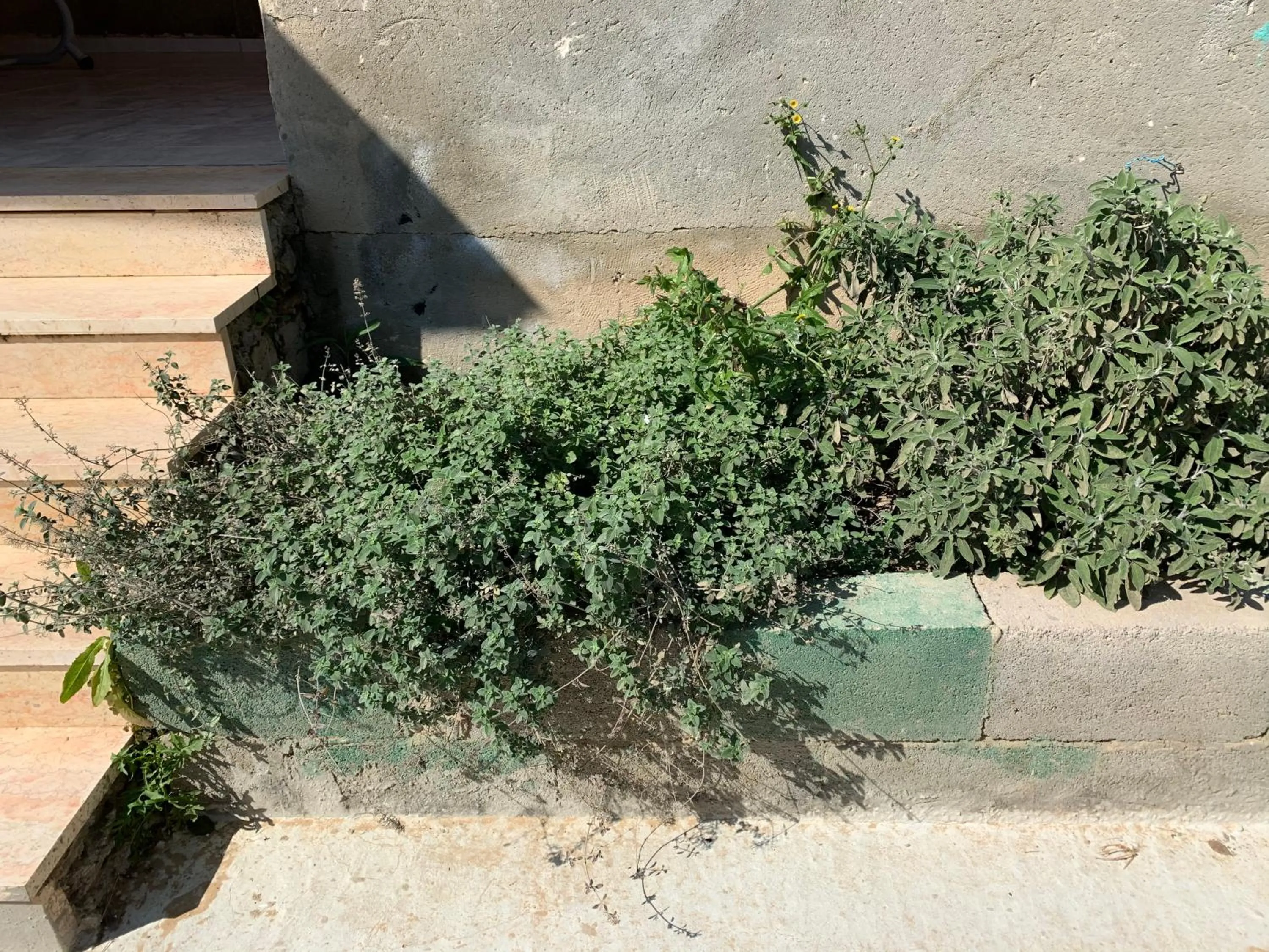 Garden in Khan Alsira - חאן אלסרה