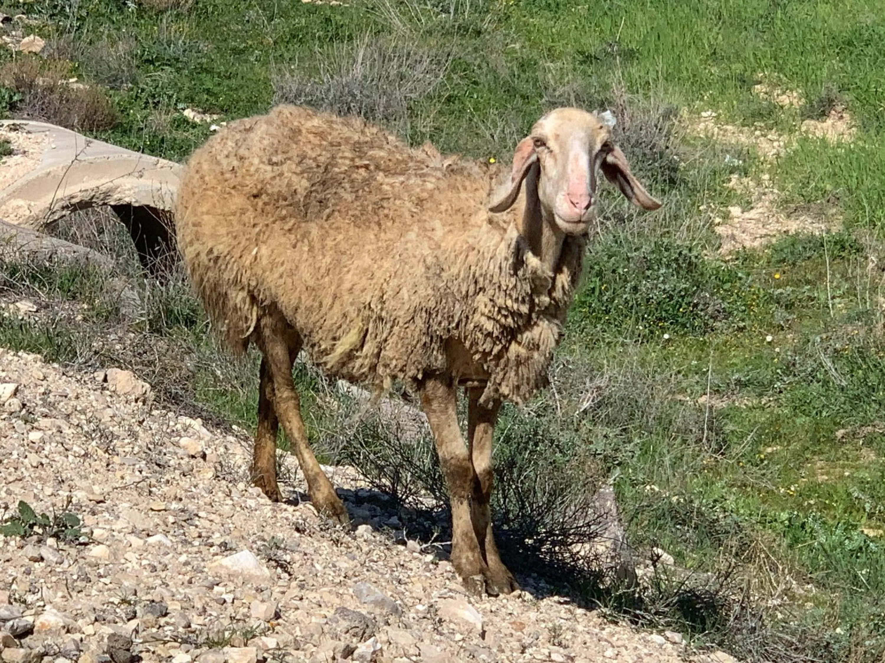 Hiking in Khan Alsira - חאן אלסרה