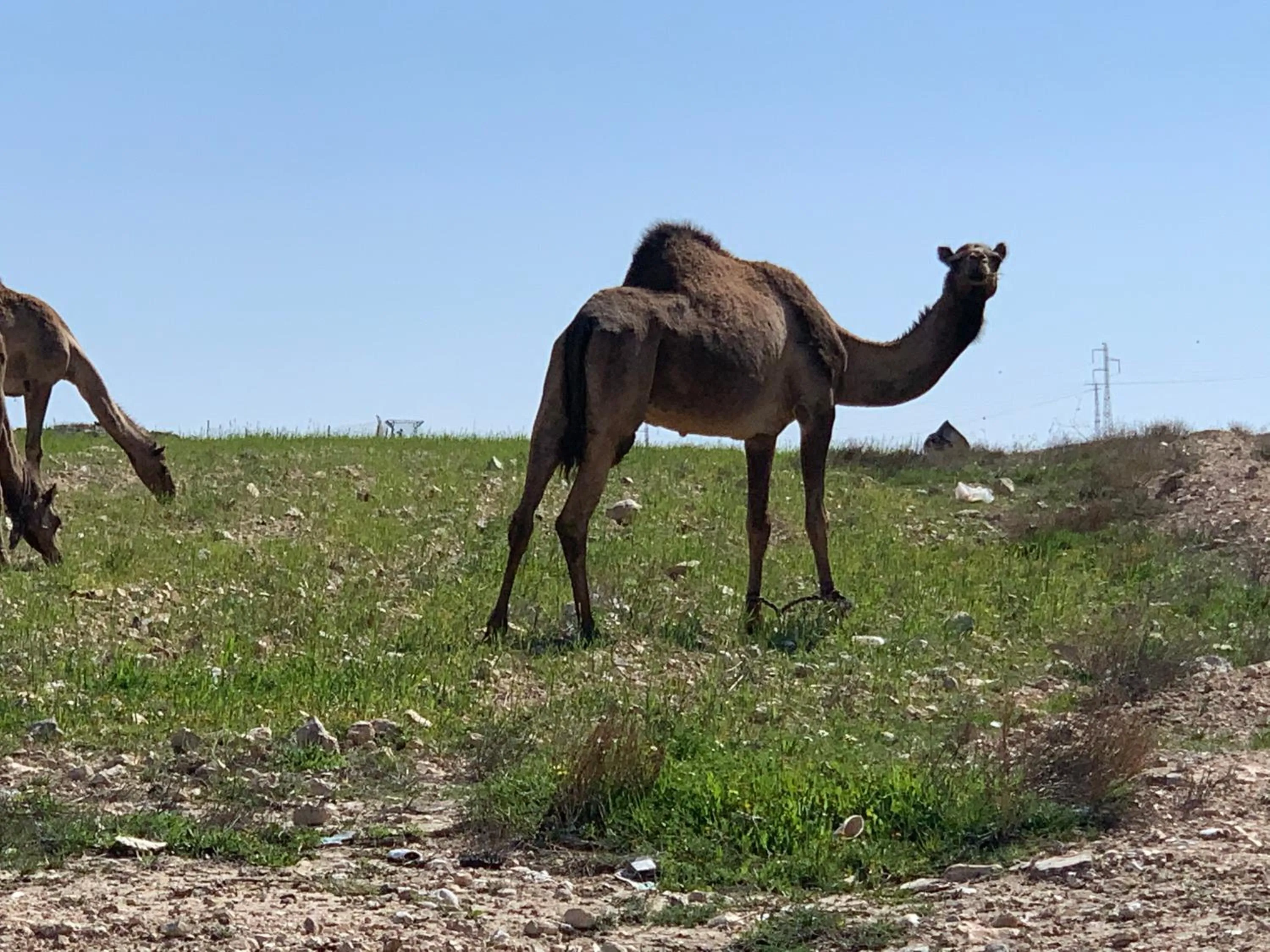 Natural landscape in Khan Alsira - חאן אלסרה