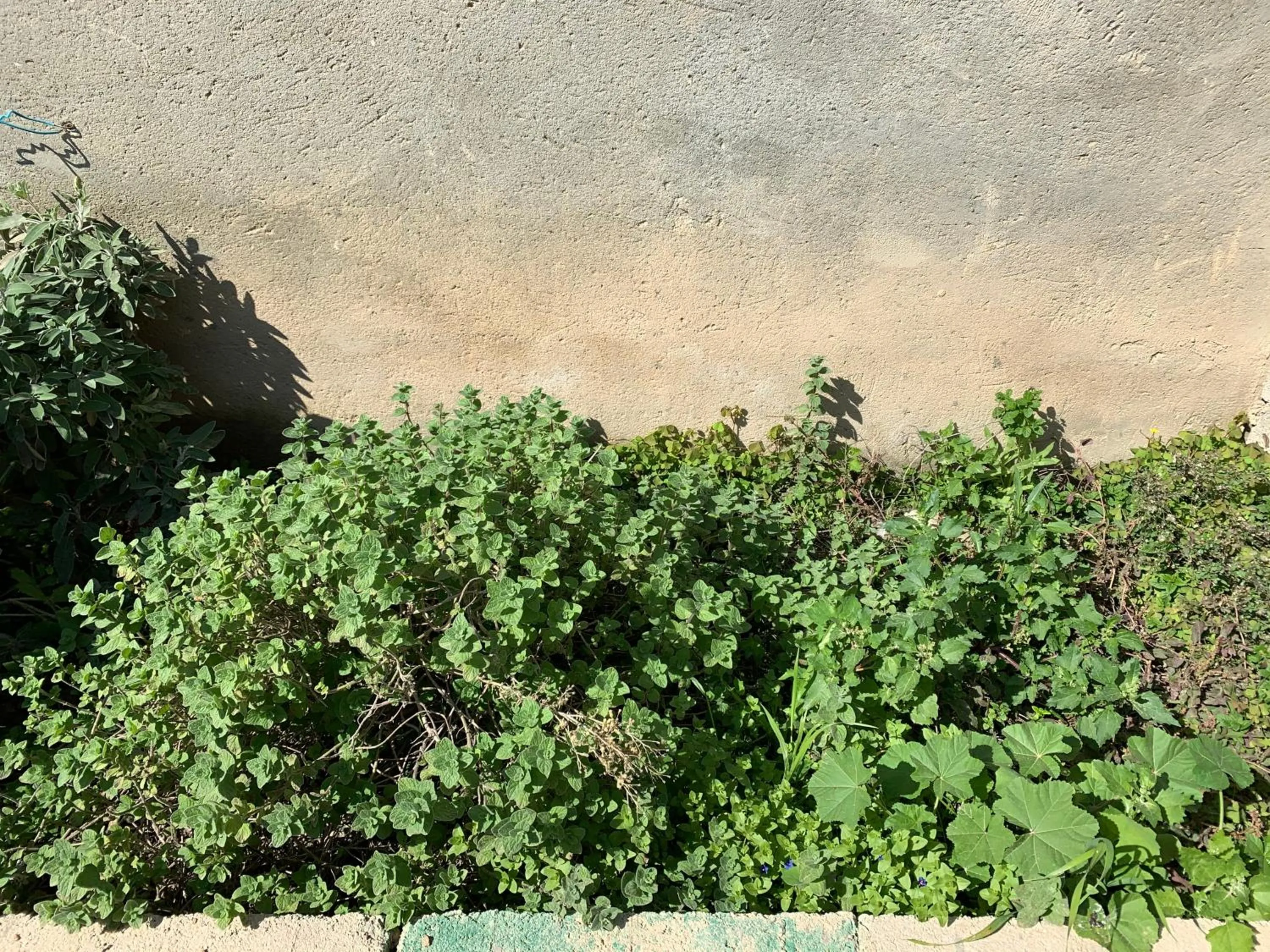 Garden in Khan Alsira - חאן אלסרה