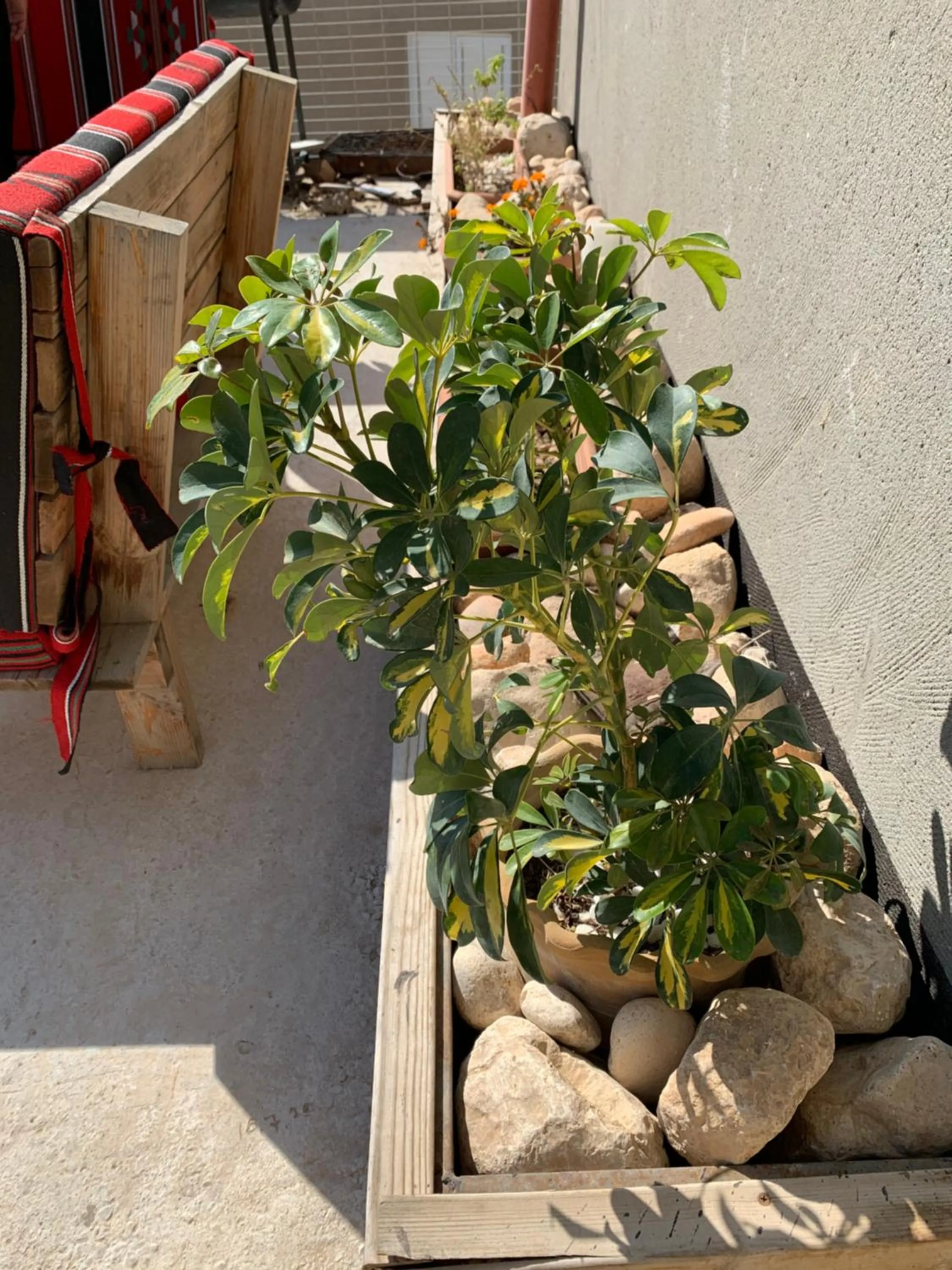 Garden in Khan Alsira - חאן אלסרה