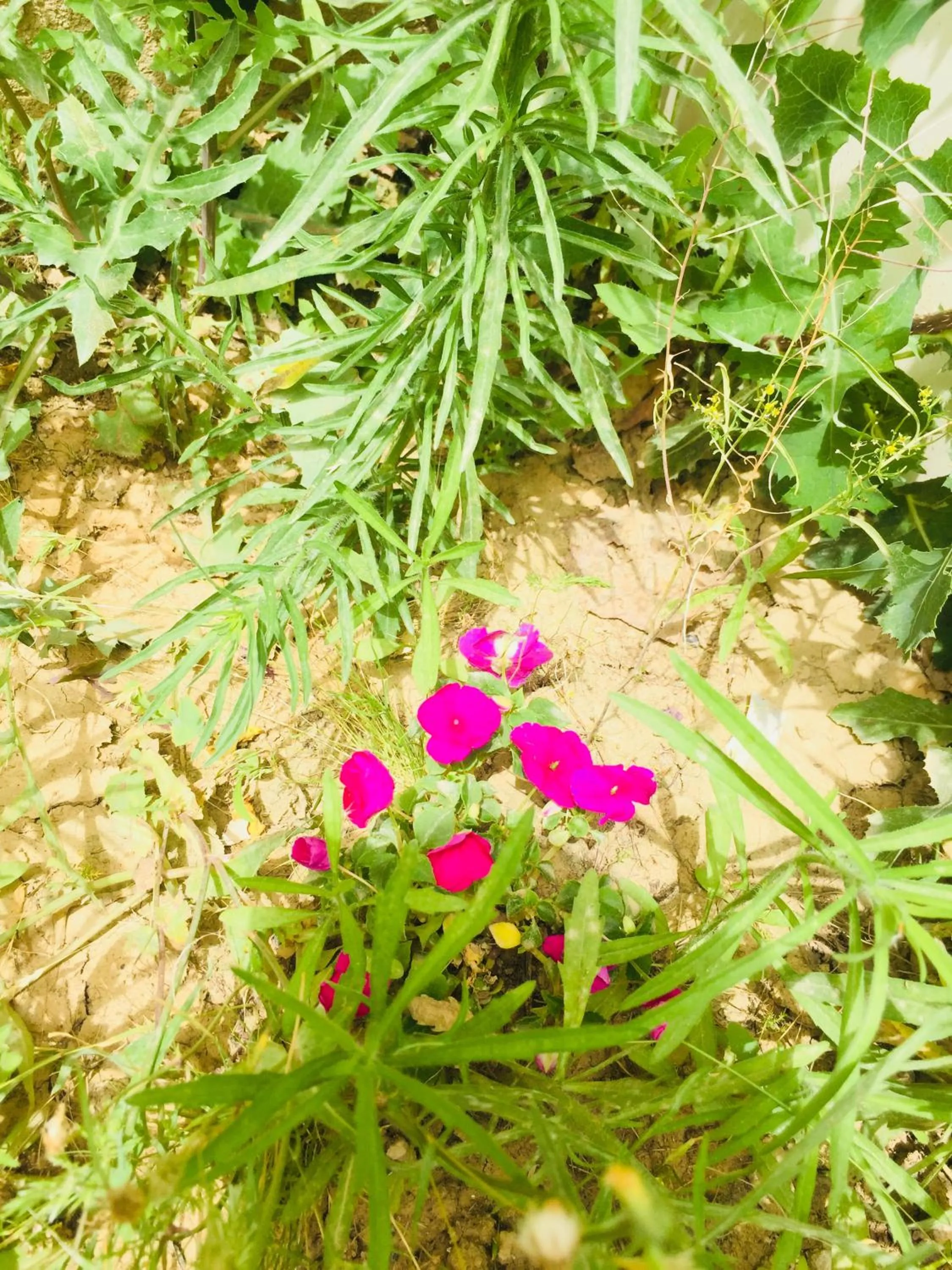 Garden in Khan Alsira - חאן אלסרה