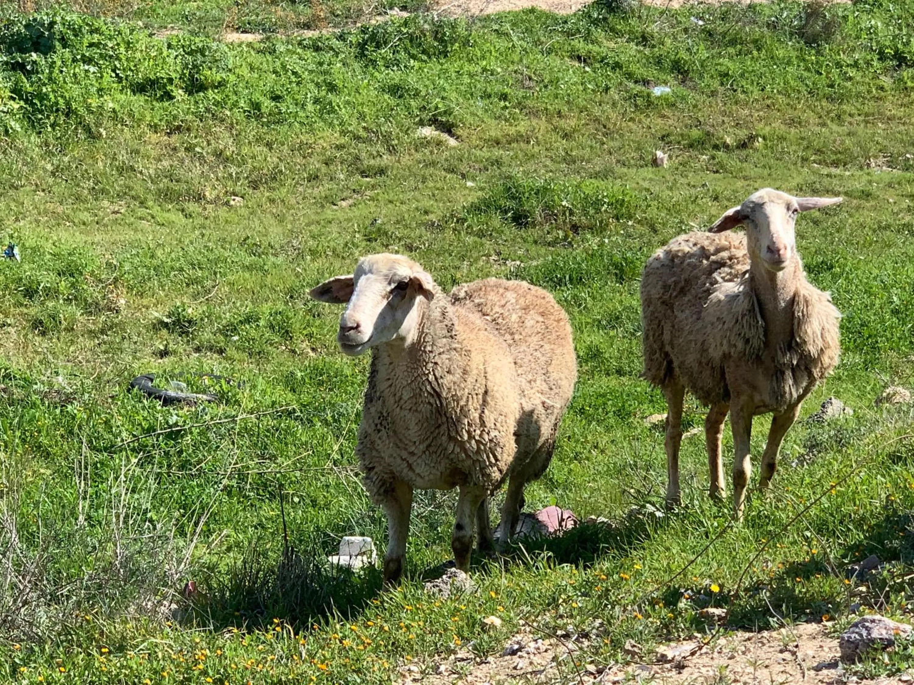Hiking in Khan Alsira - חאן אלסרה
