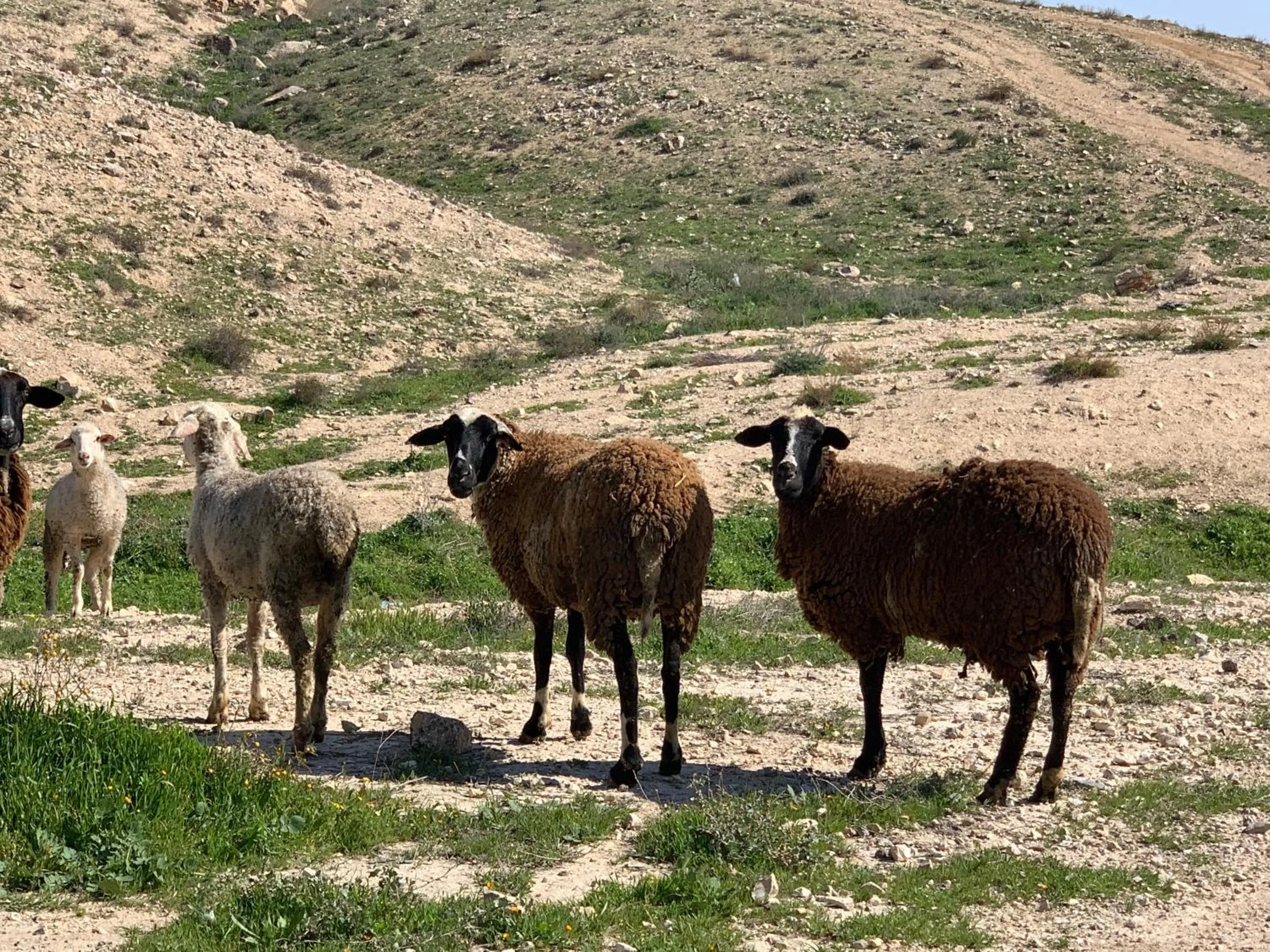Hiking in Khan Alsira - חאן אלסרה