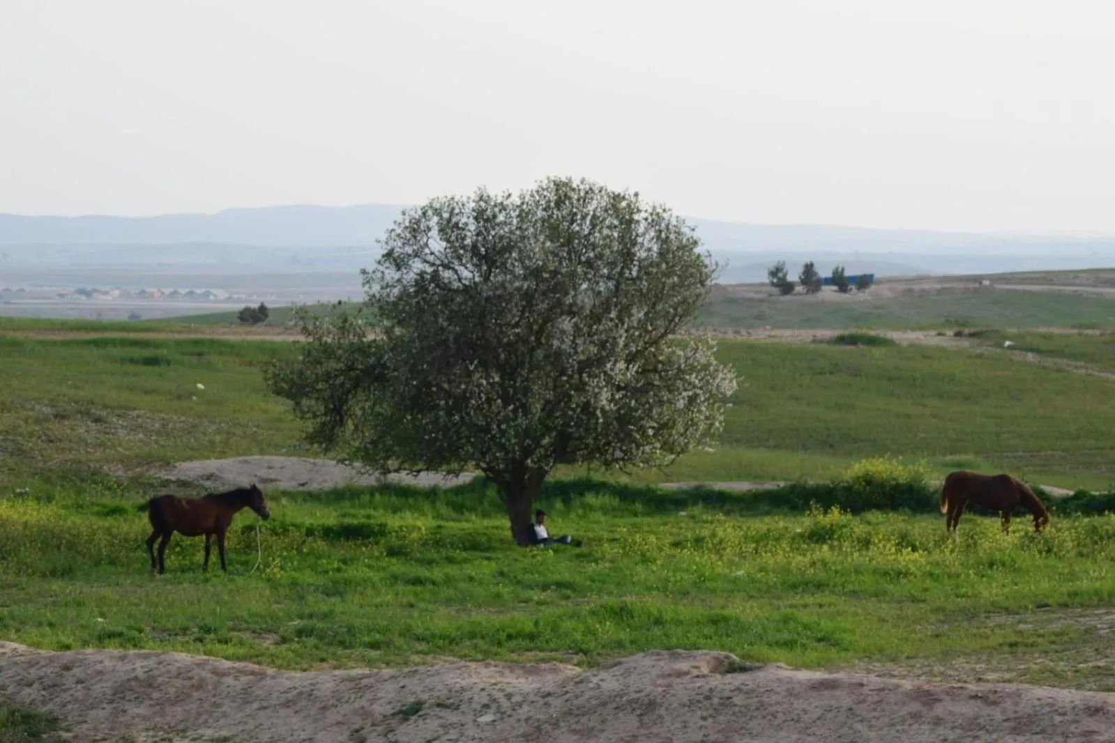 Garden in Khan Alsira - חאן אלסרה