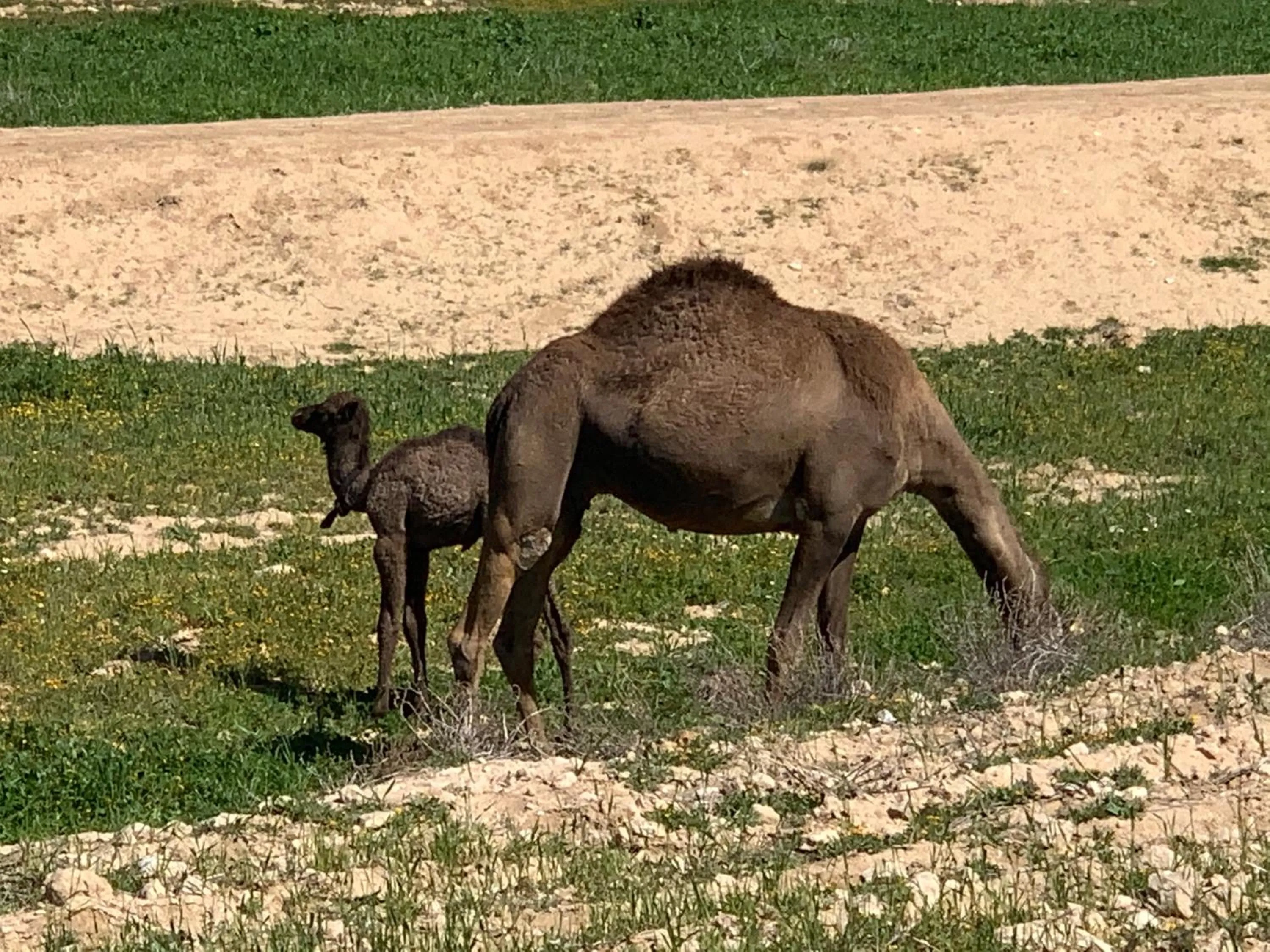 Animals in Khan Alsira - חאן אלסרה