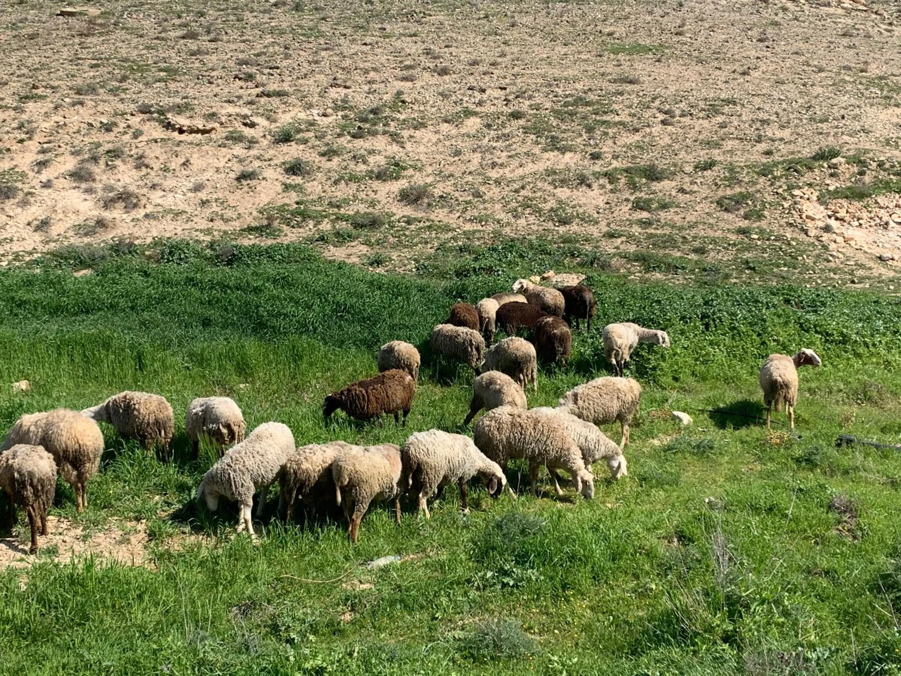 Hiking in Khan Alsira - חאן אלסרה