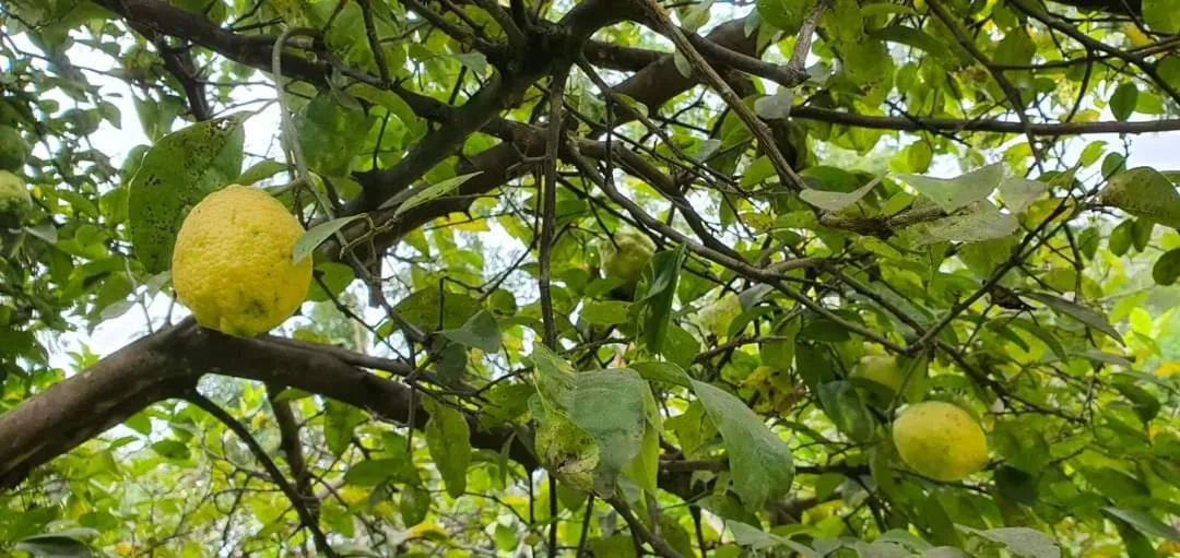 Garden view in Endasawa Tree Lodge
