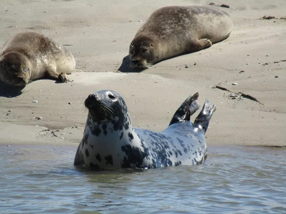 Other in L Imperatrice