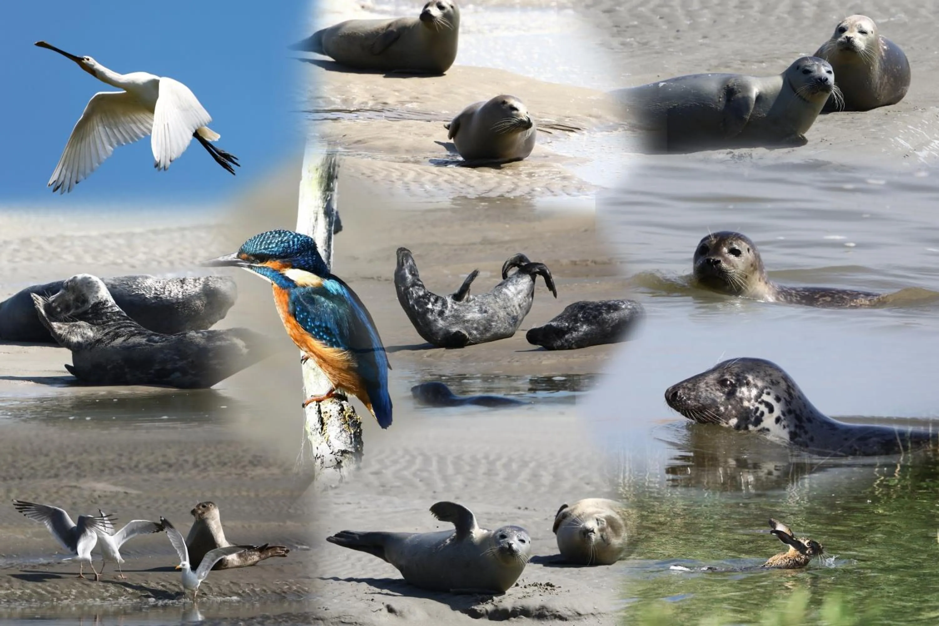 Other in L Imperatrice