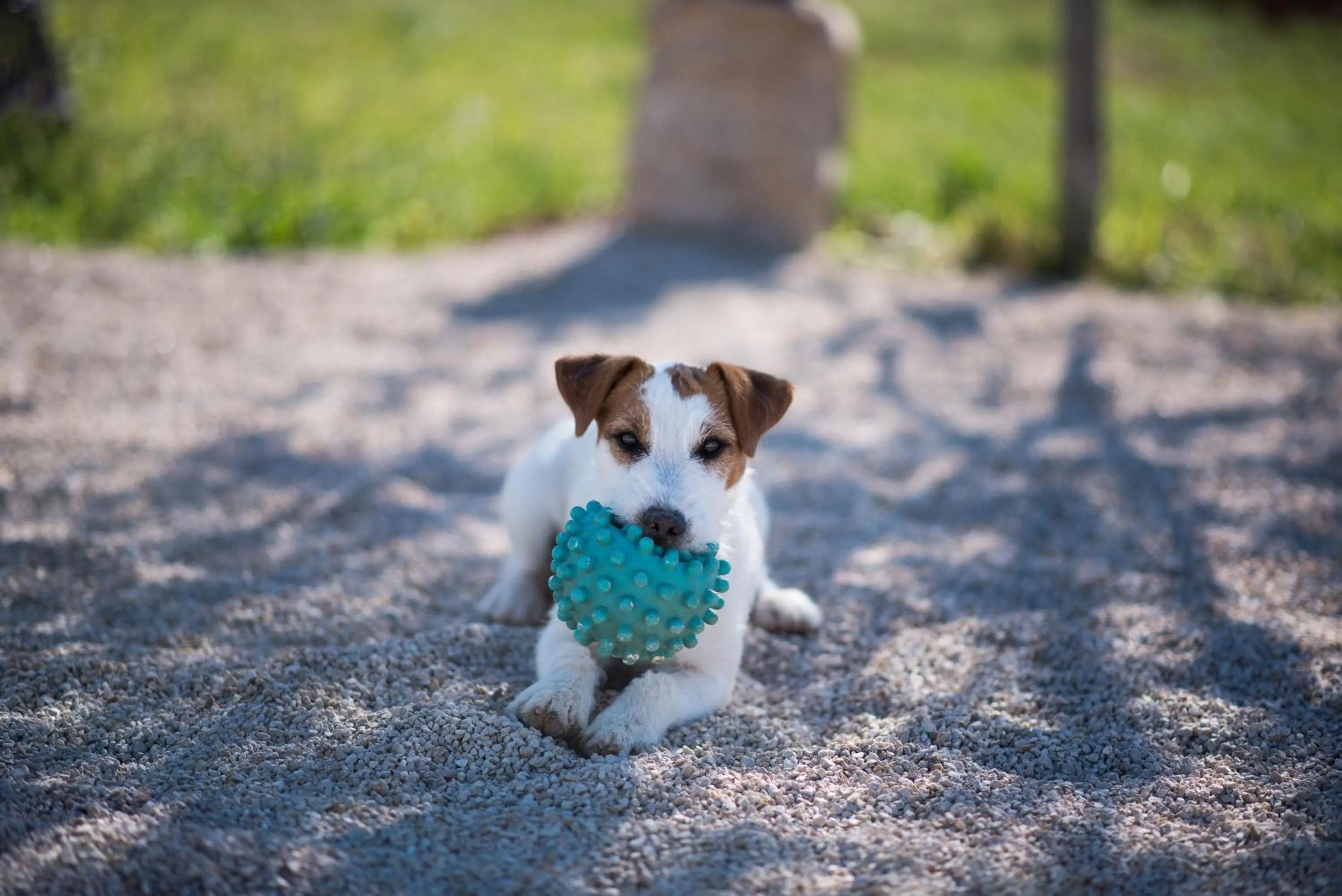 Pets in Mobile Homes Residence Ulika
