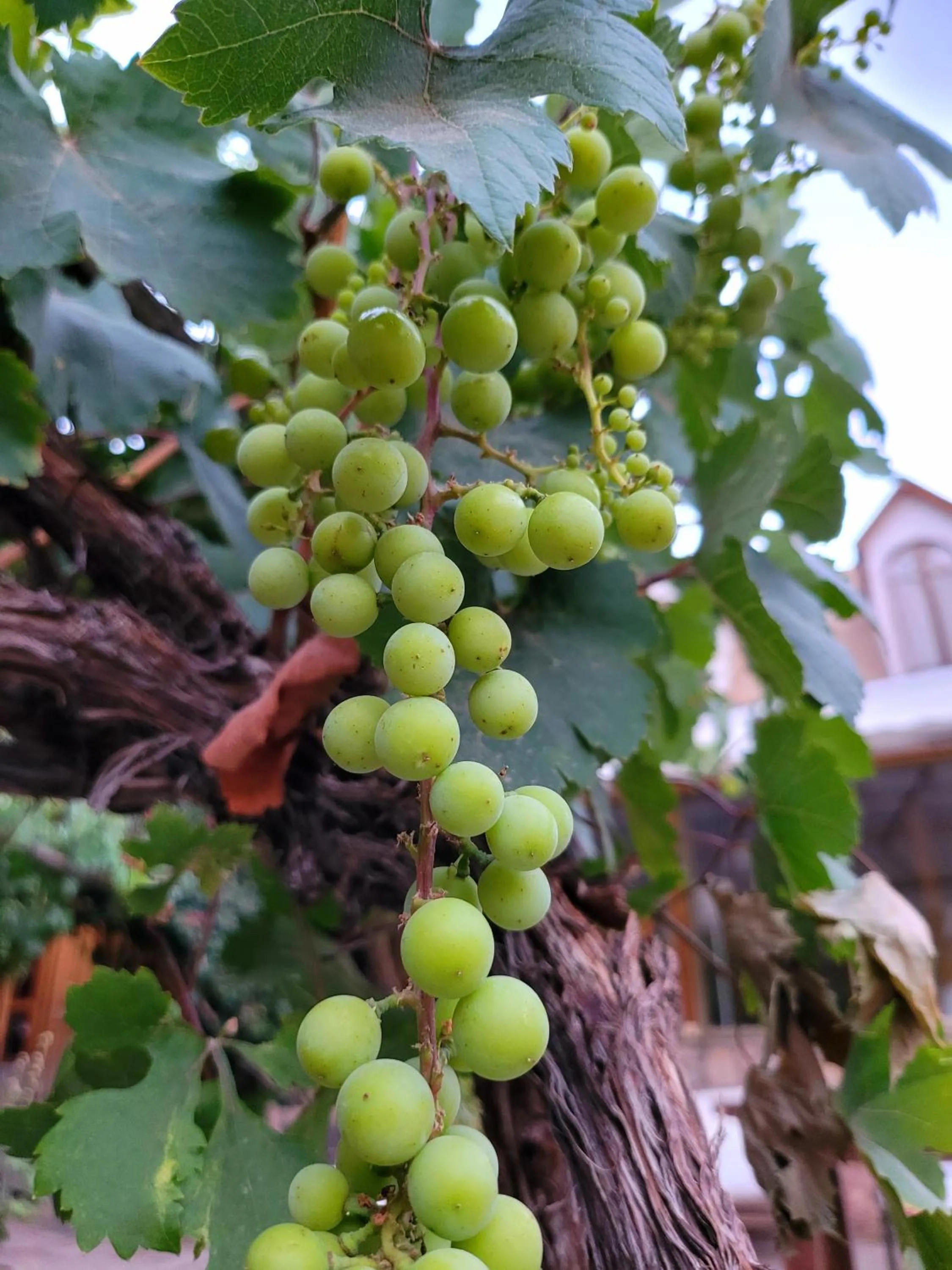 Restaurant/places to eat in Hotel El Tesoro de Elqui