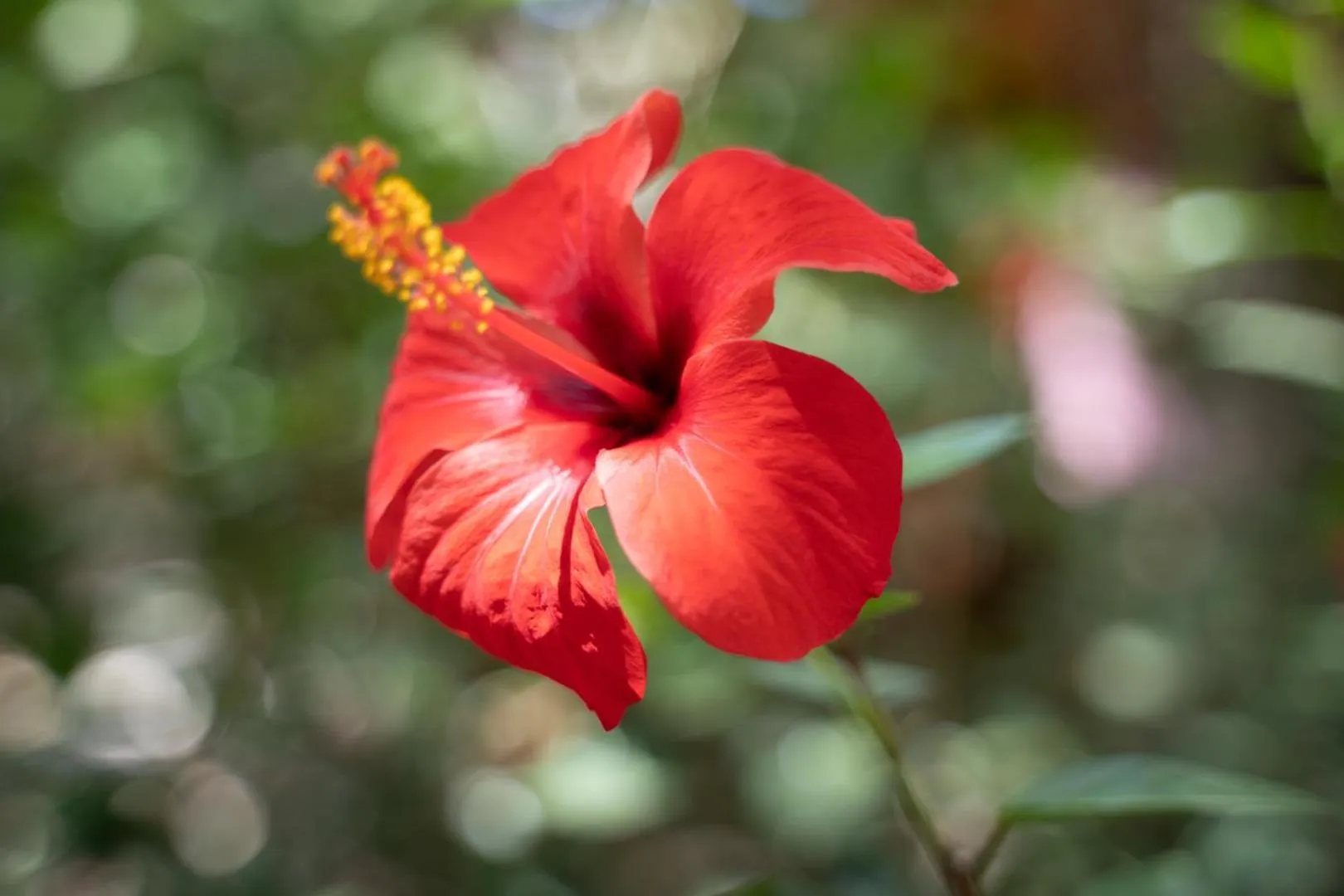 Garden in Hotel El Tesoro de Elqui
